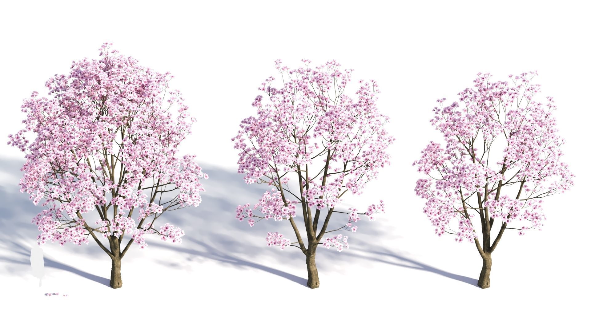 Yulania denudata a 3D model_2