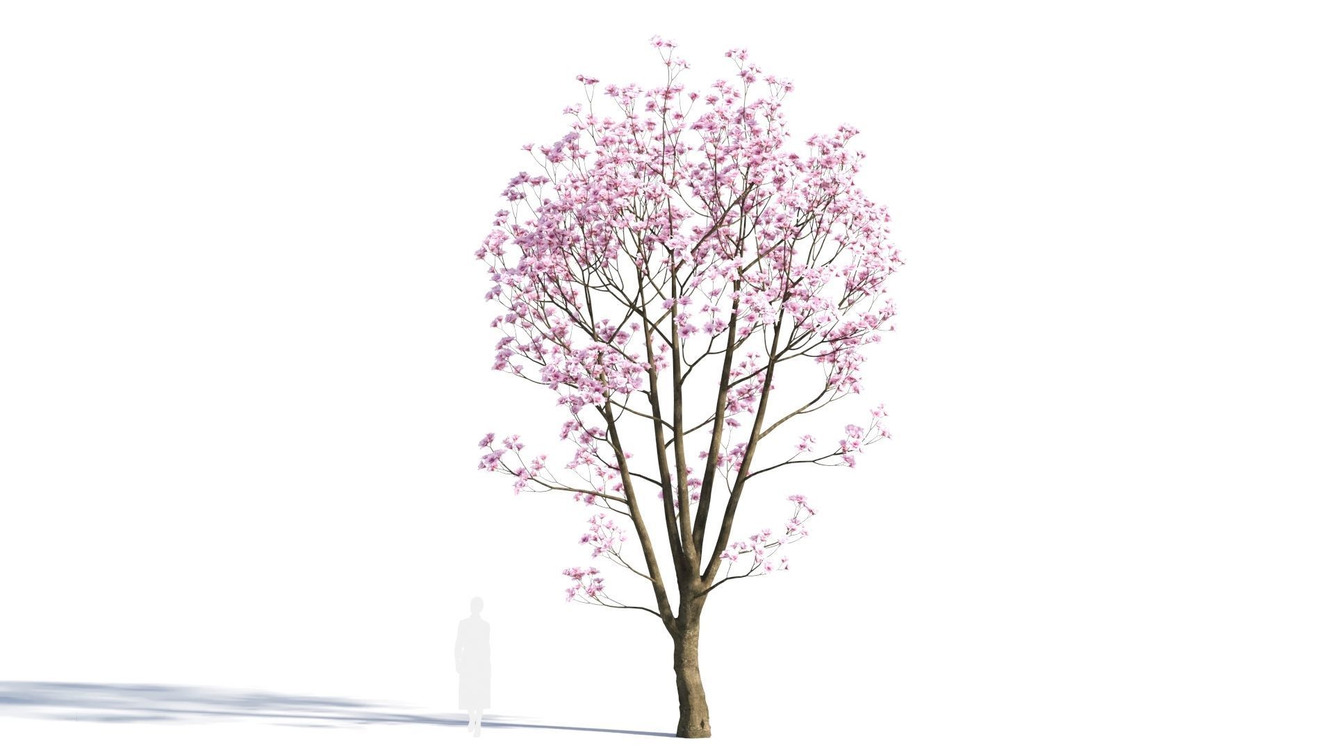 Yulania denudata a 3D model_6