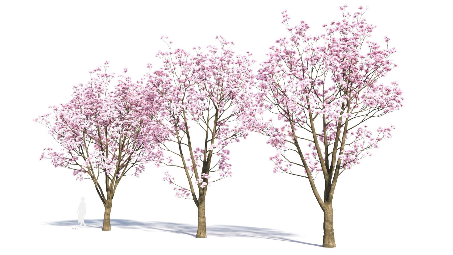 Yulania denudata a 3D model_1