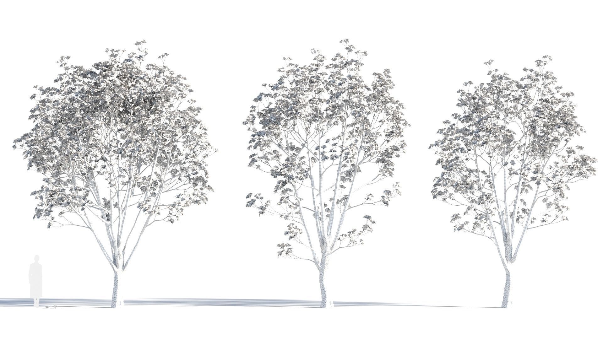 Yulania denudata a 3D model_8