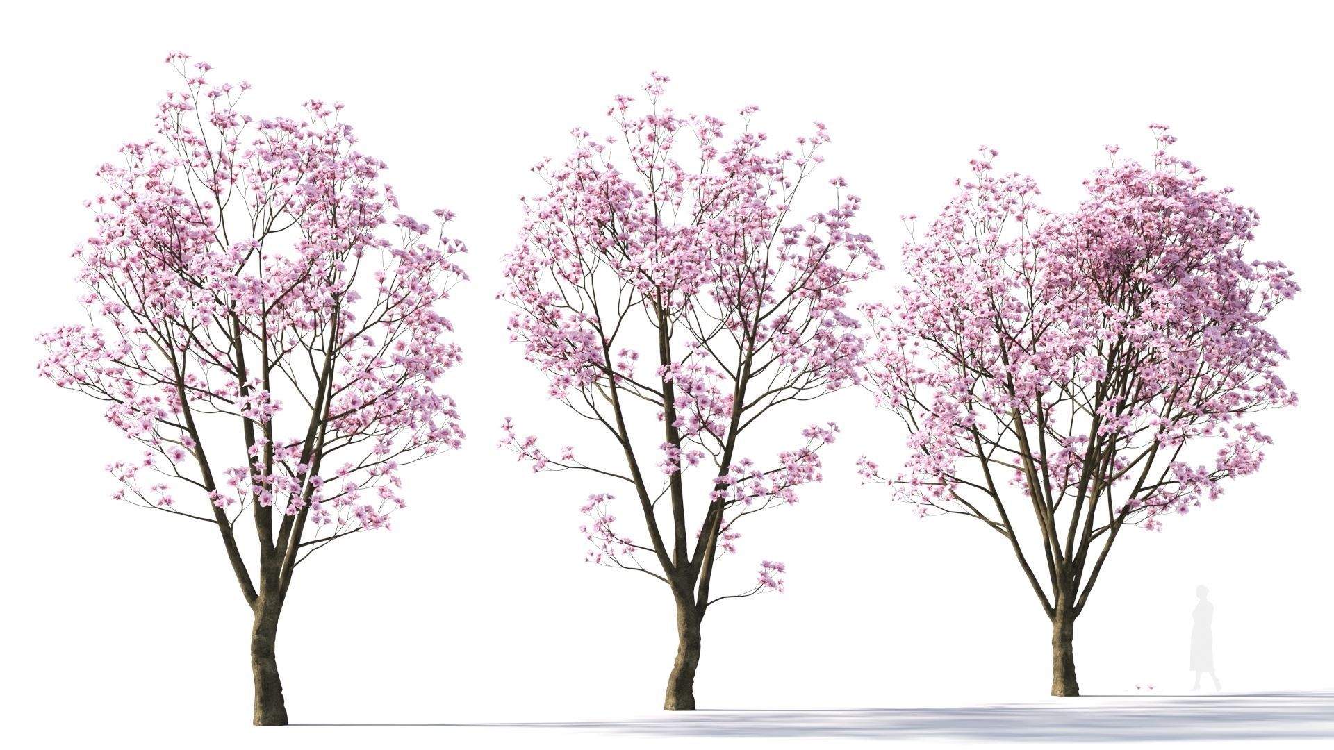 Yulania denudata a 3D model_4