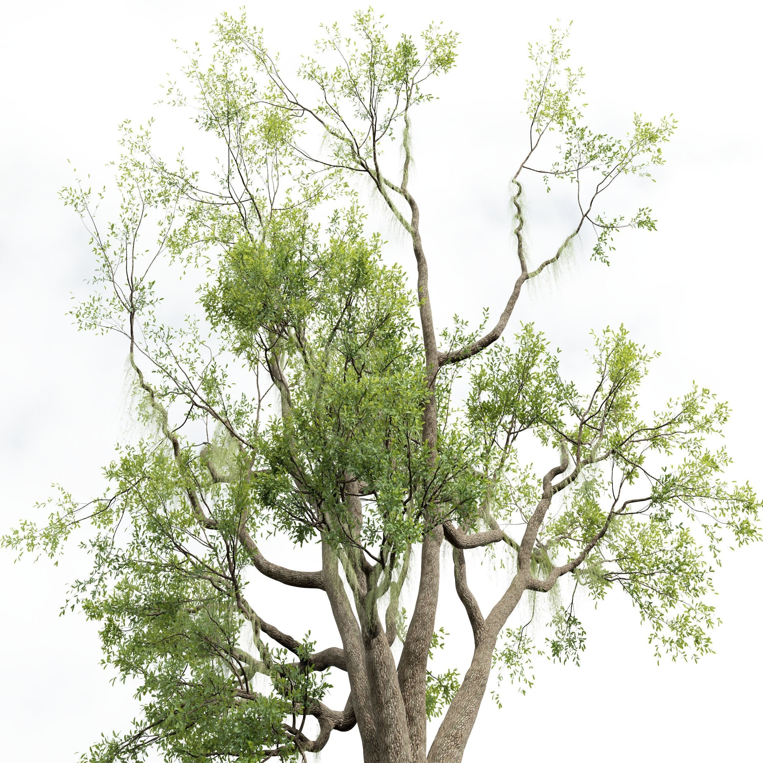 6 Different SETS of Tree SET VOL58 3D Model Collection_16