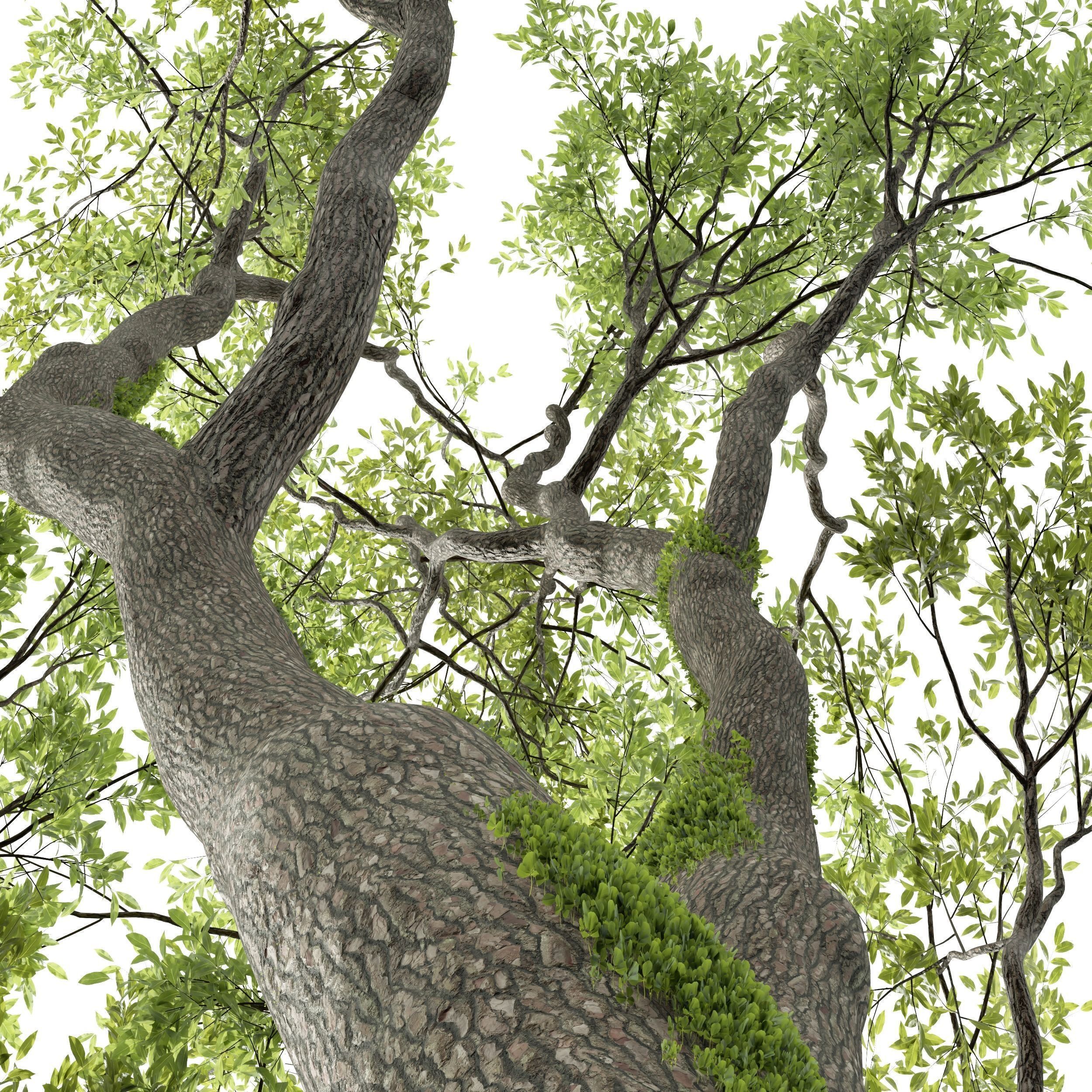 6 Different SETS of Tree SET VOL58 3D Model Collection_8