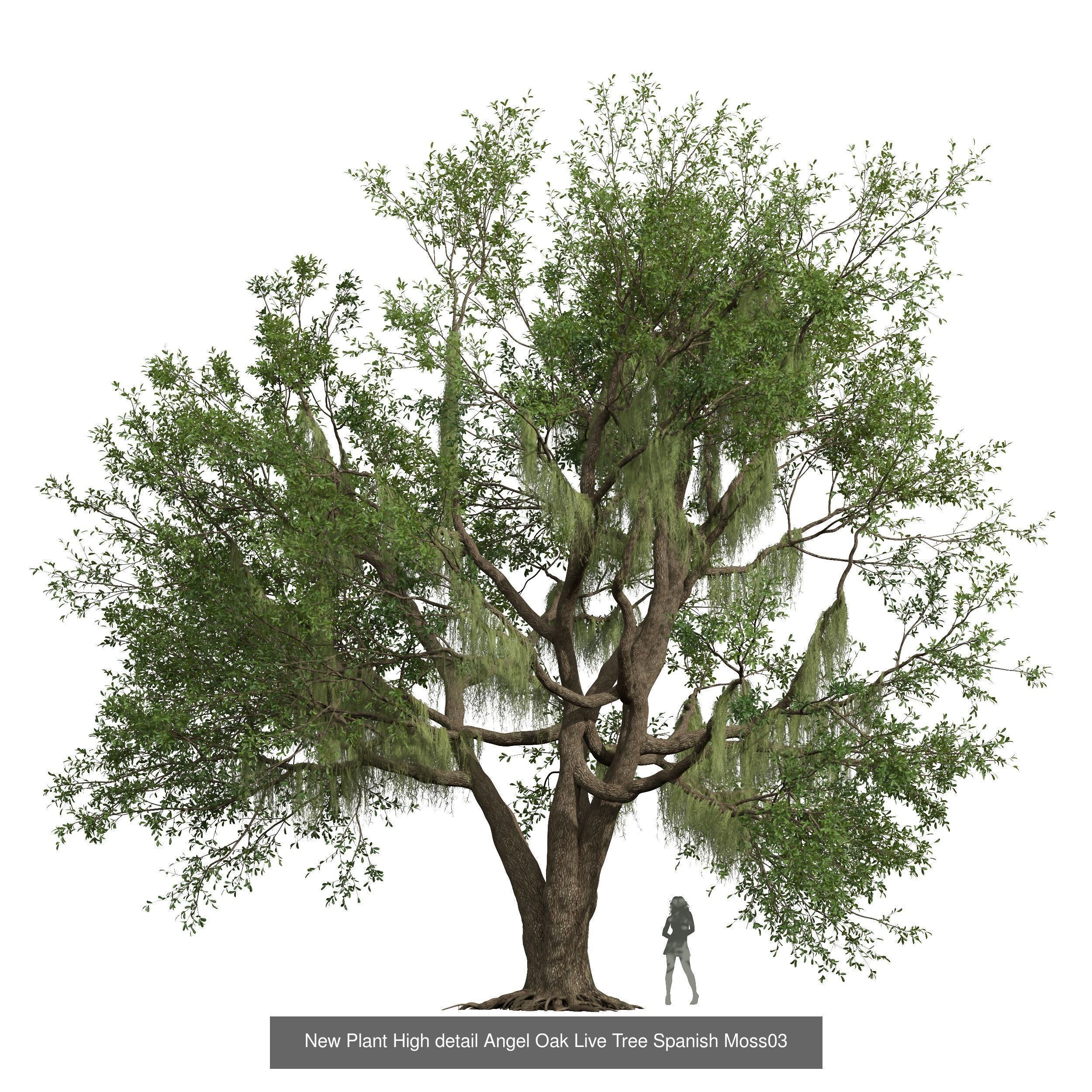 6 Different SETS of Tree SET VOL58 3D Model Collection_5