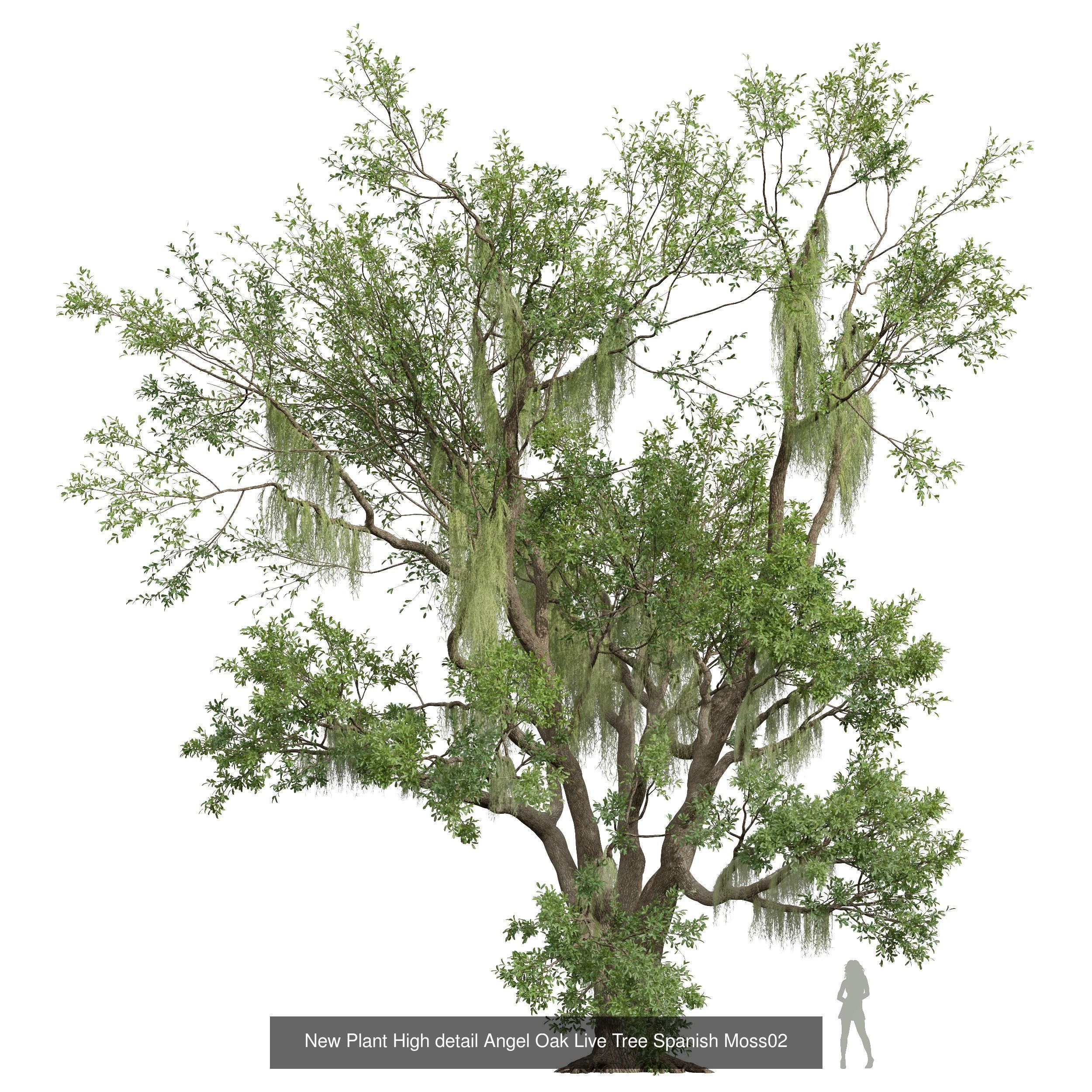 6 Different SETS of Tree SET VOL58 3D Model Collection_4