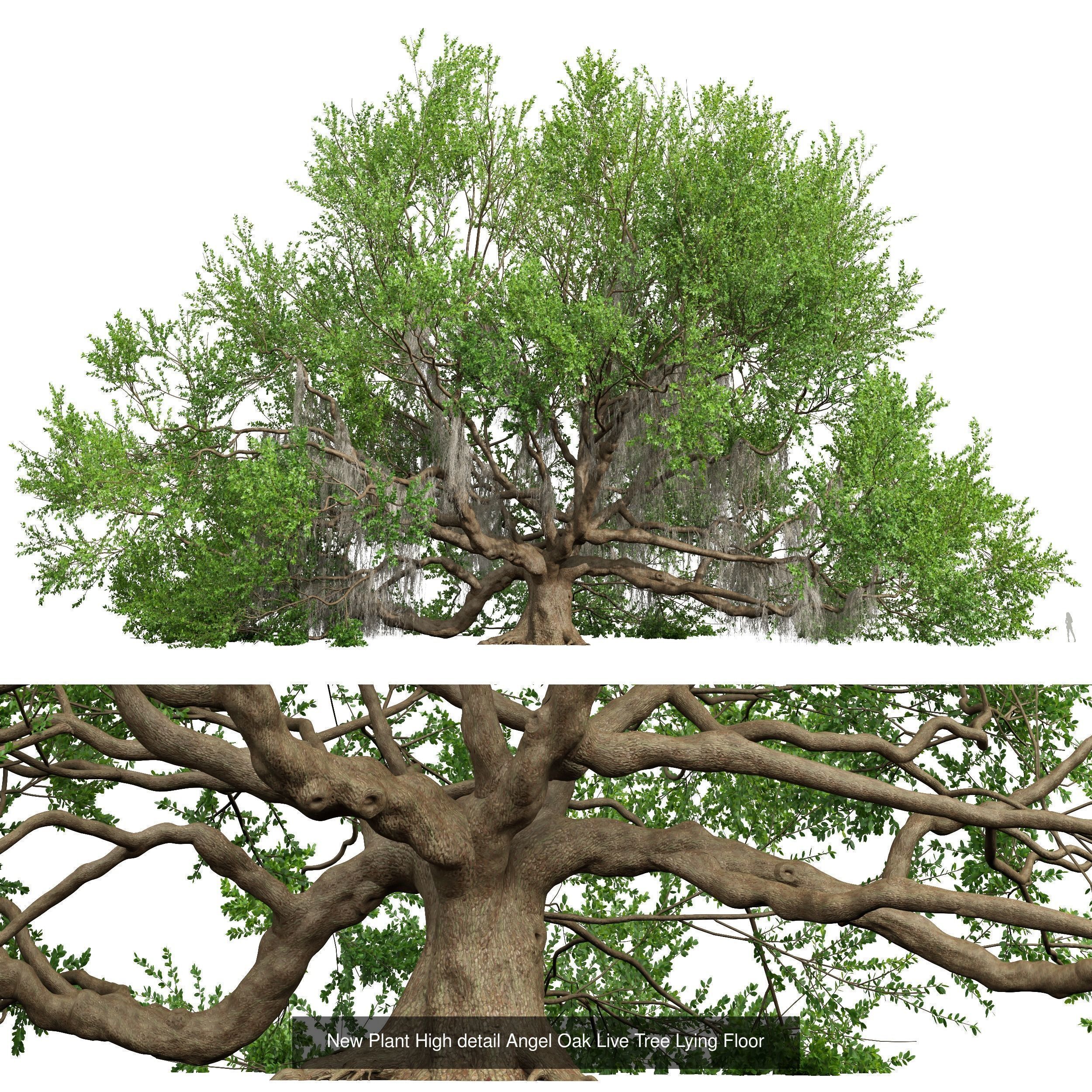 6 Different SETS of Tree SET VOL58 3D Model Collection_6