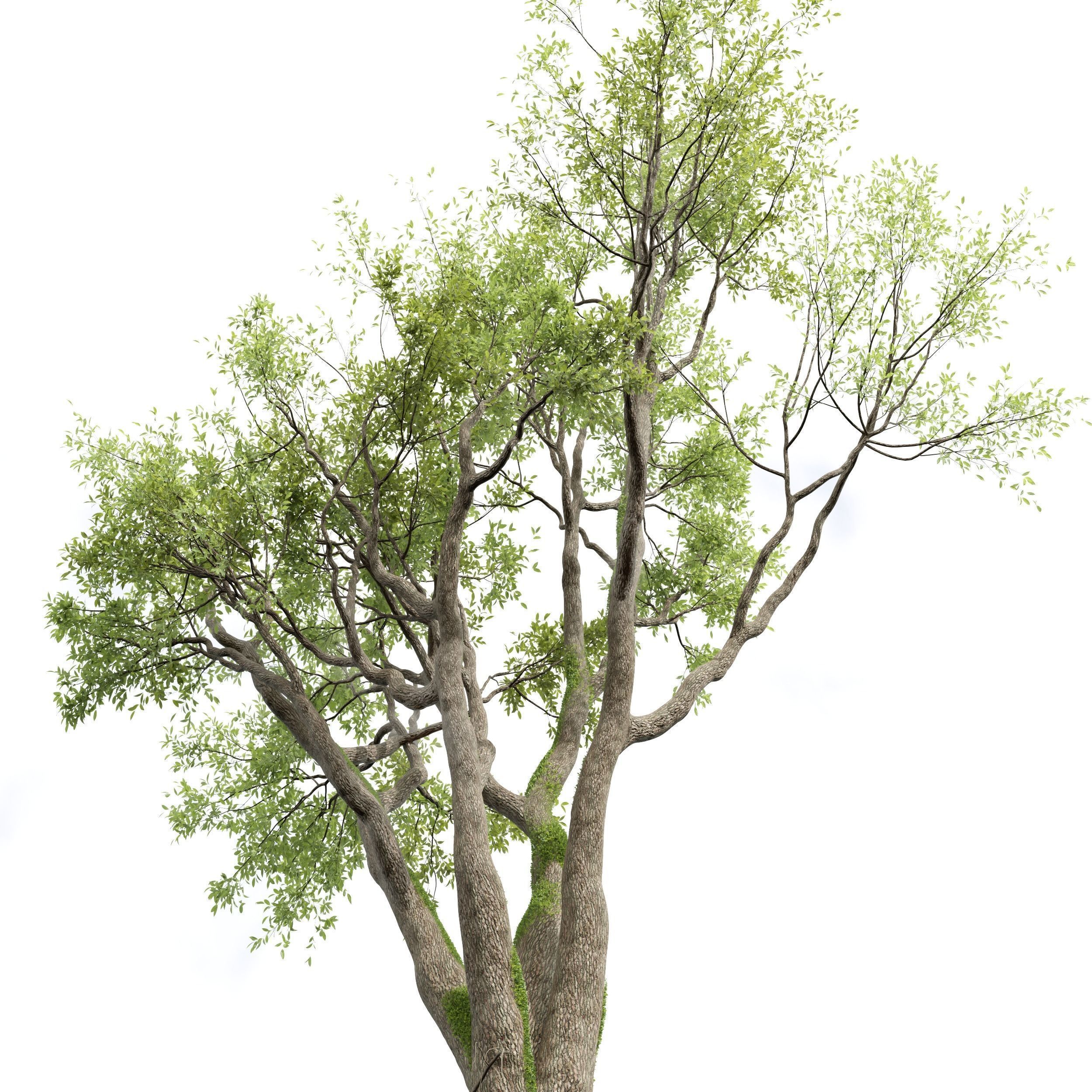 6 Different SETS of Tree SET VOL58 3D Model Collection_7