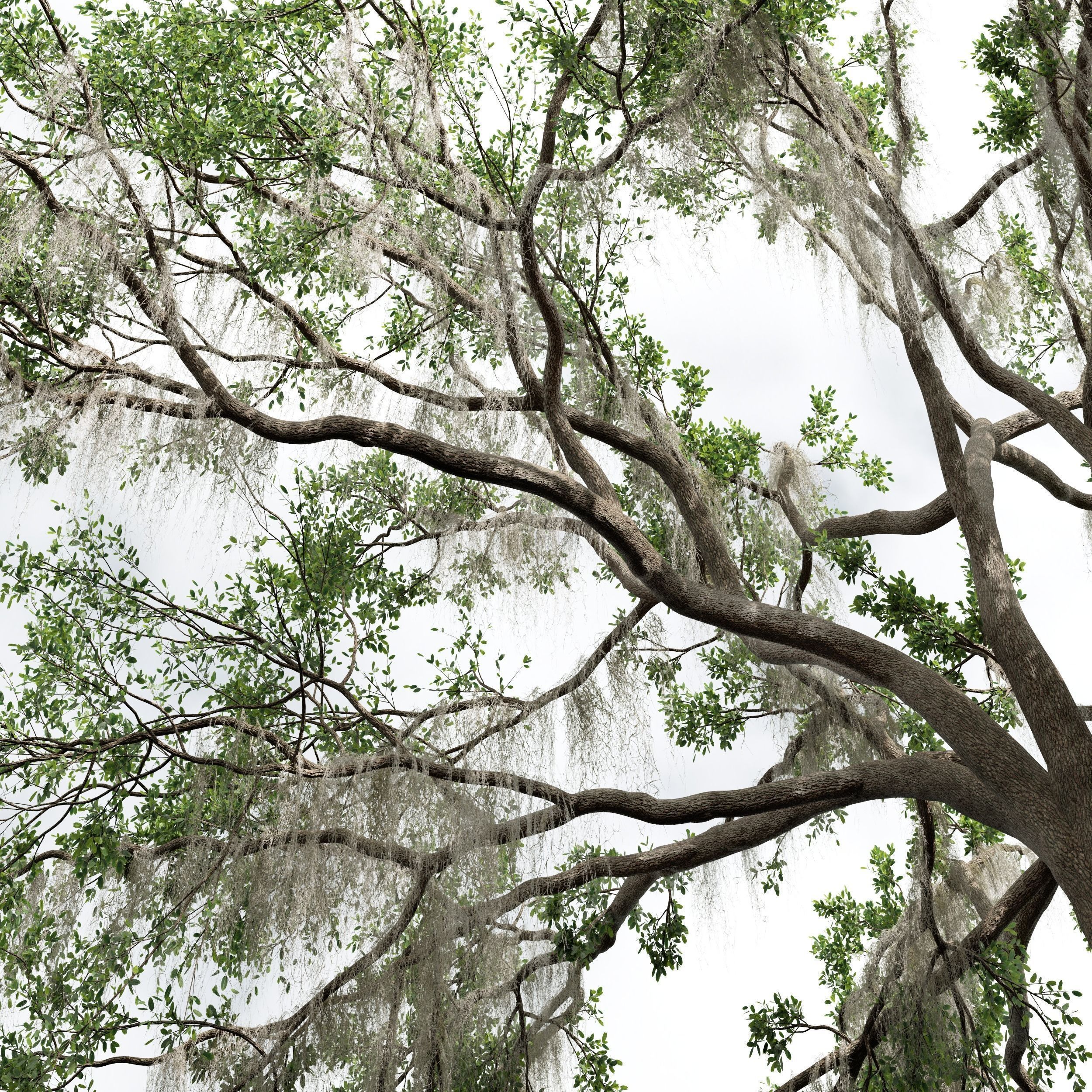 6 Different SETS of Tree SET VOL58 3D Model Collection_24