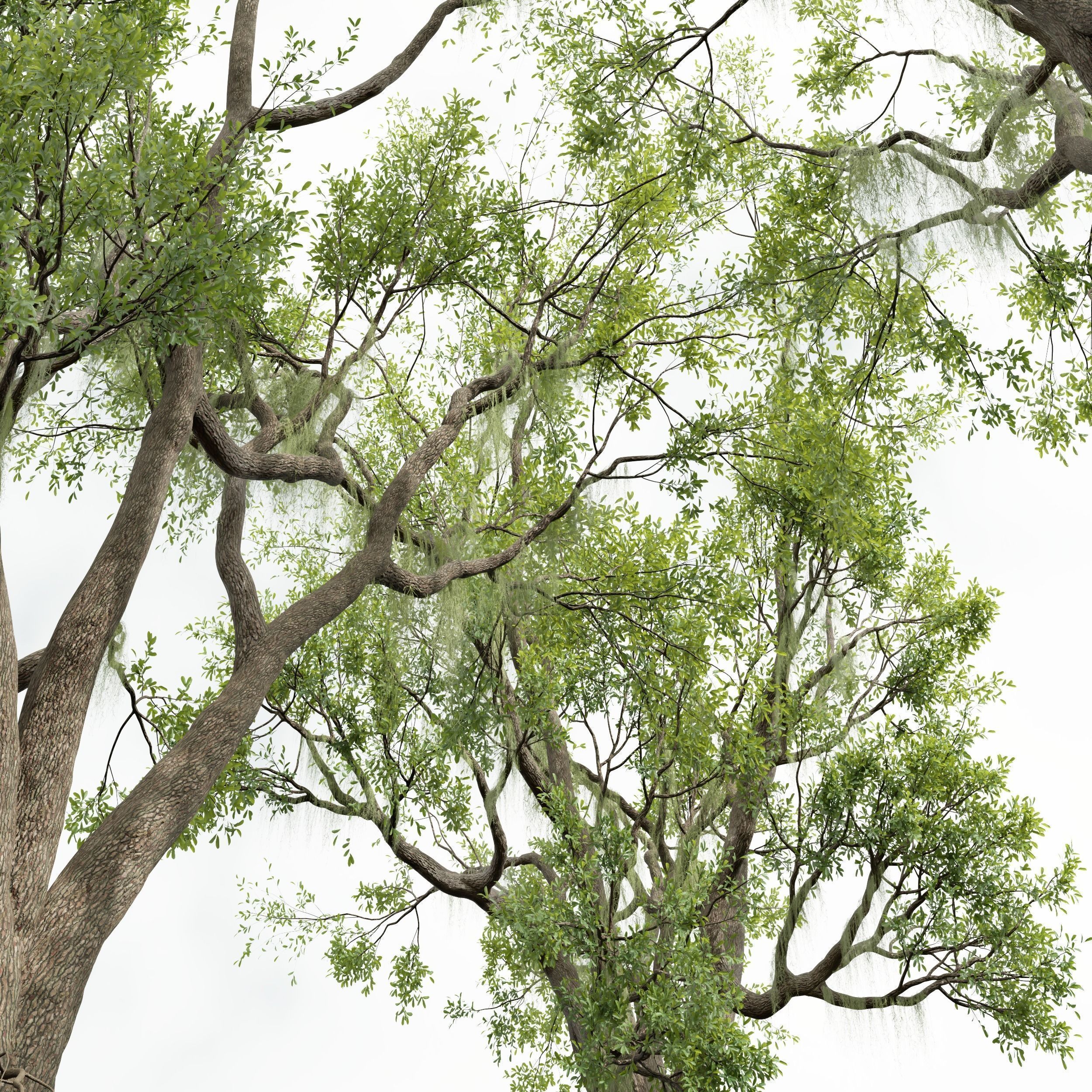 6 Different SETS of Tree SET VOL58 3D Model Collection_19