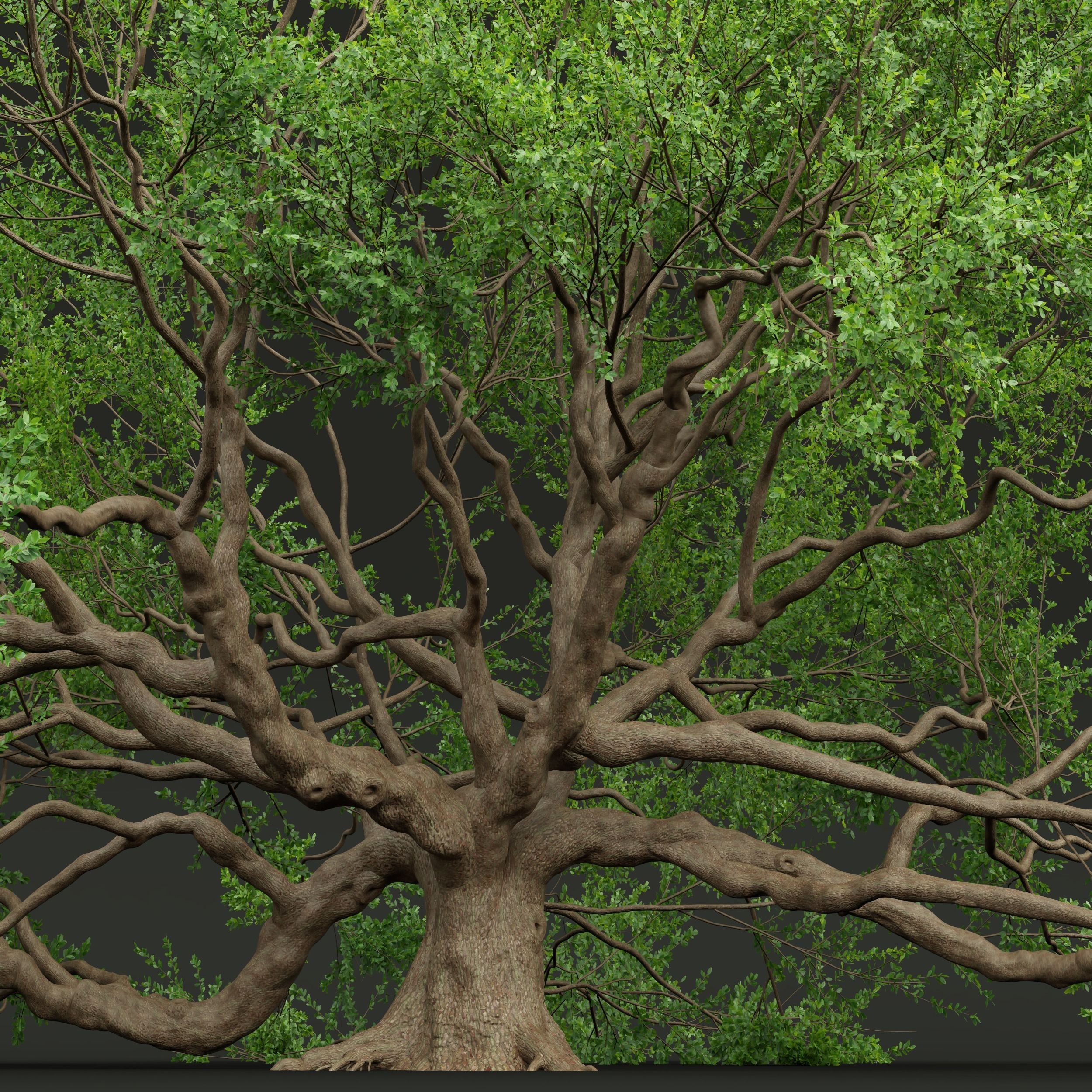 6 Different SETS of Tree SET VOL58 3D Model Collection_17