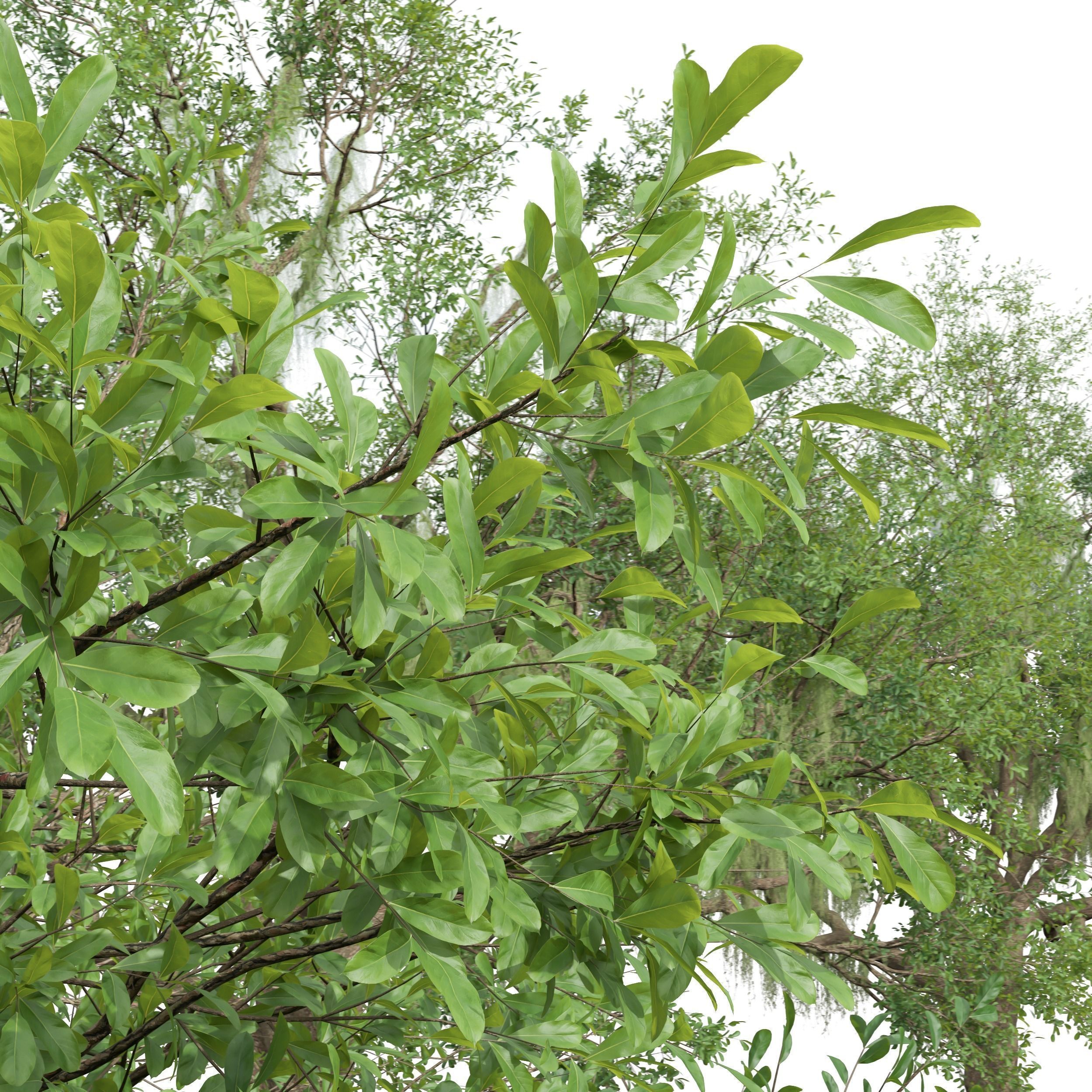 6 Different SETS of Tree SET VOL58 3D Model Collection_13