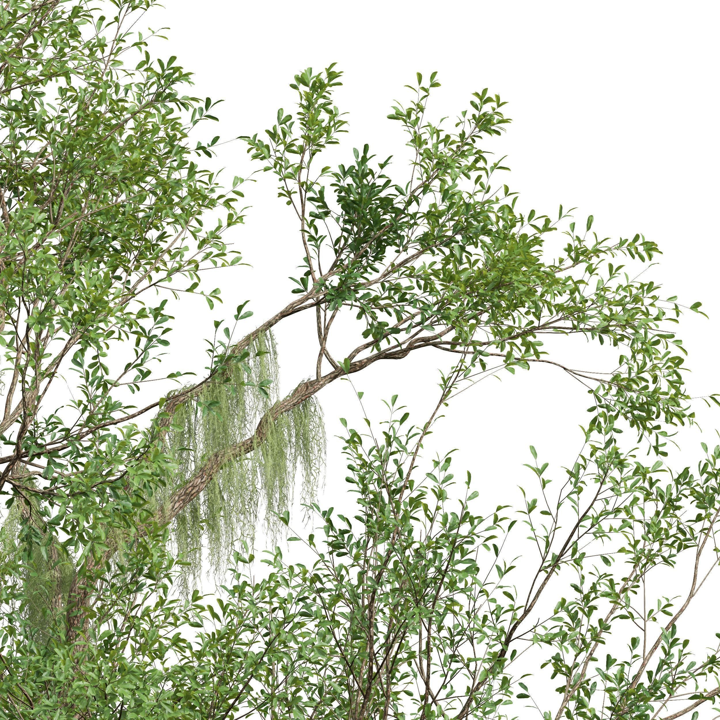 6 Different SETS of Tree SET VOL58 3D Model Collection_20