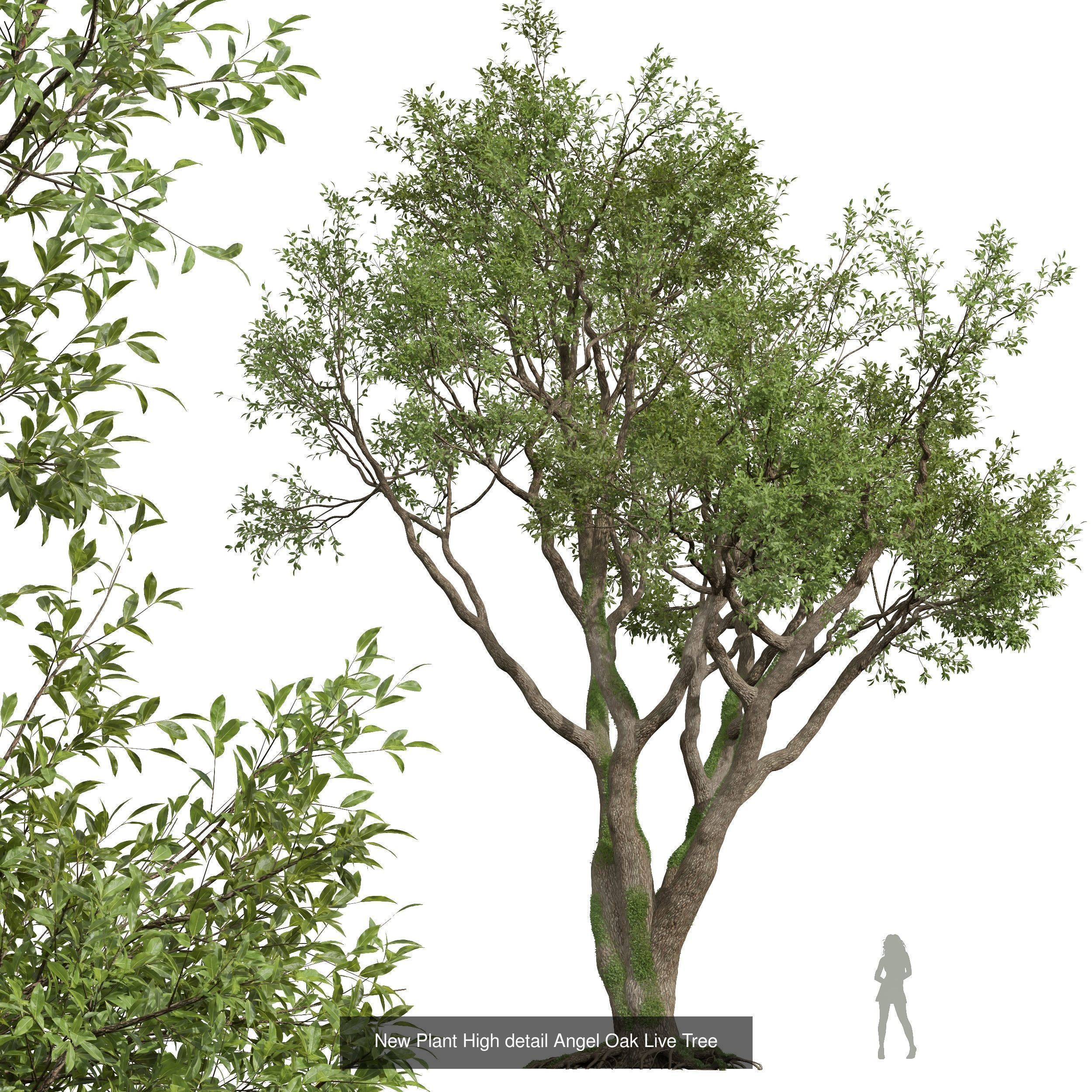 6 Different SETS of Tree SET VOL58 3D Model Collection_3