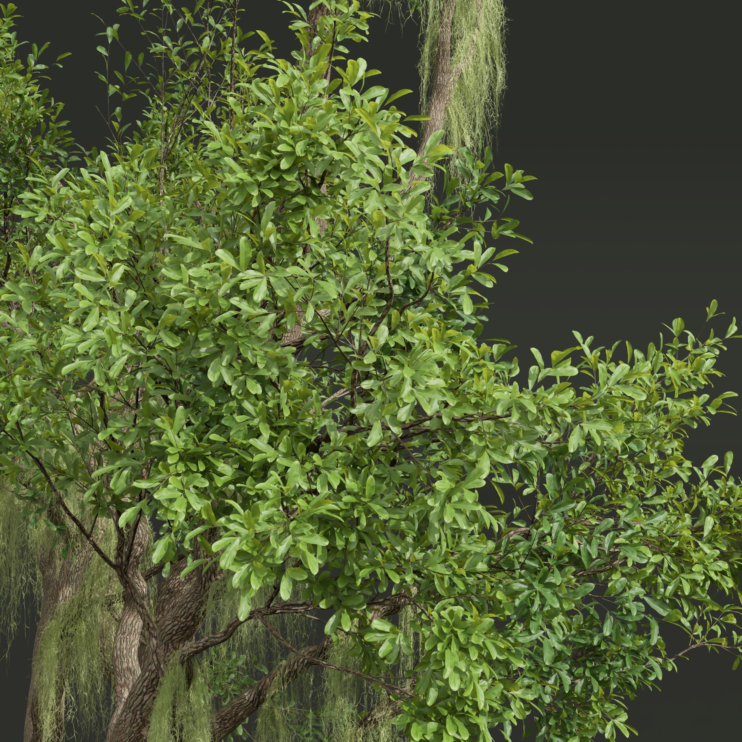 6 Different SETS of Tree SET VOL58 3D Model Collection_14