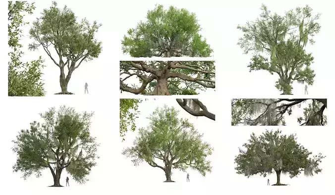 6 Different SETS of Tree SET VOL58 3D Model Collection