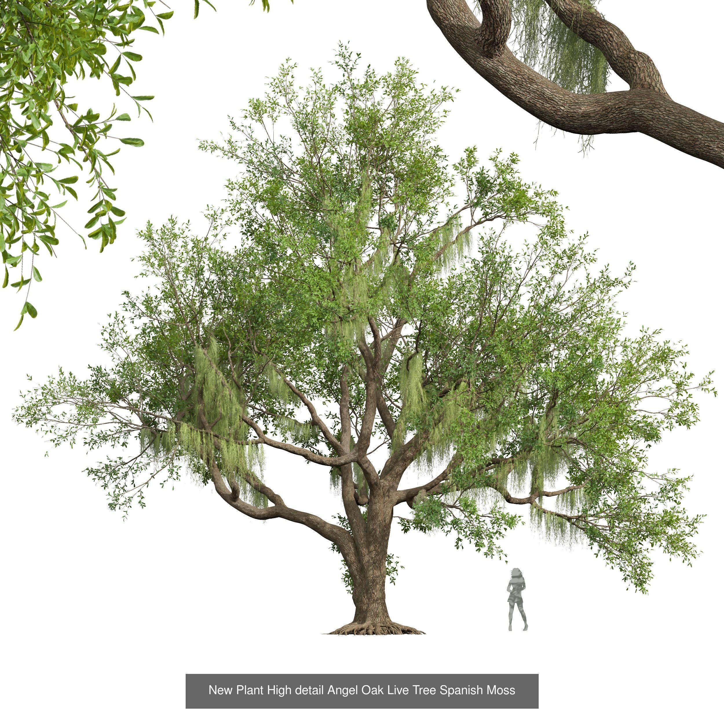 6 Different SETS of Tree SET VOL58 3D Model Collection_1