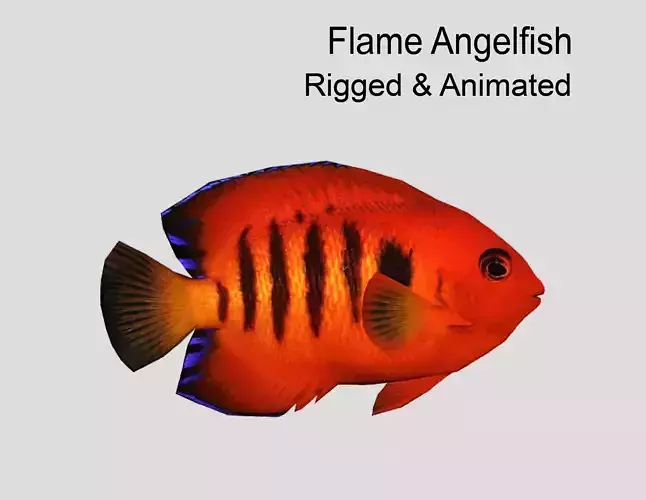 Flame Angelfish Realistic Animated Low-poly 3D model