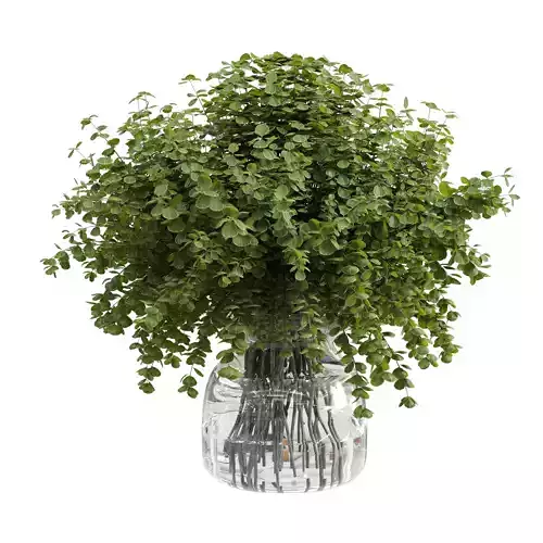 Branches plant with galss vase white - bouquet 36