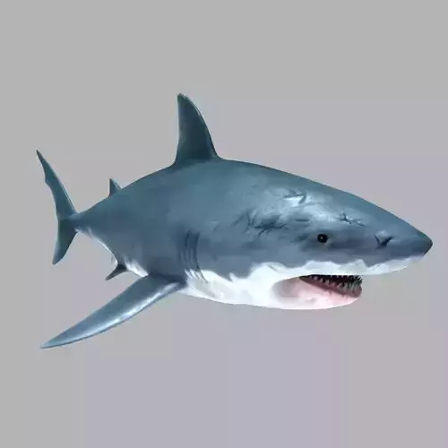 Great White Shark 3D model