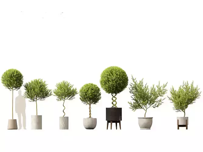 Laurus nobilis - Bay Tree 01 3D model