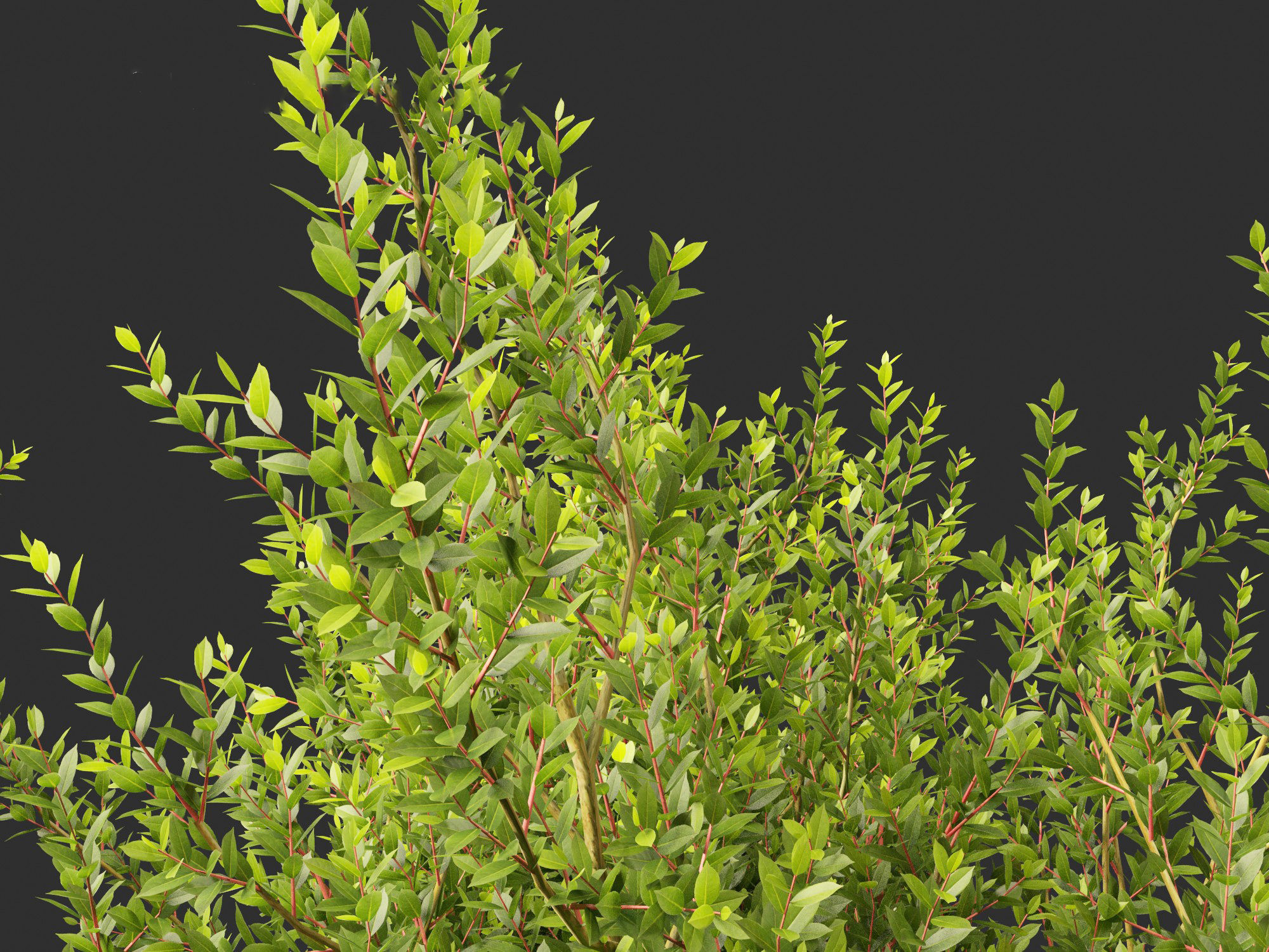 Laurus nobilis - Bay Tree 02 3D model_7