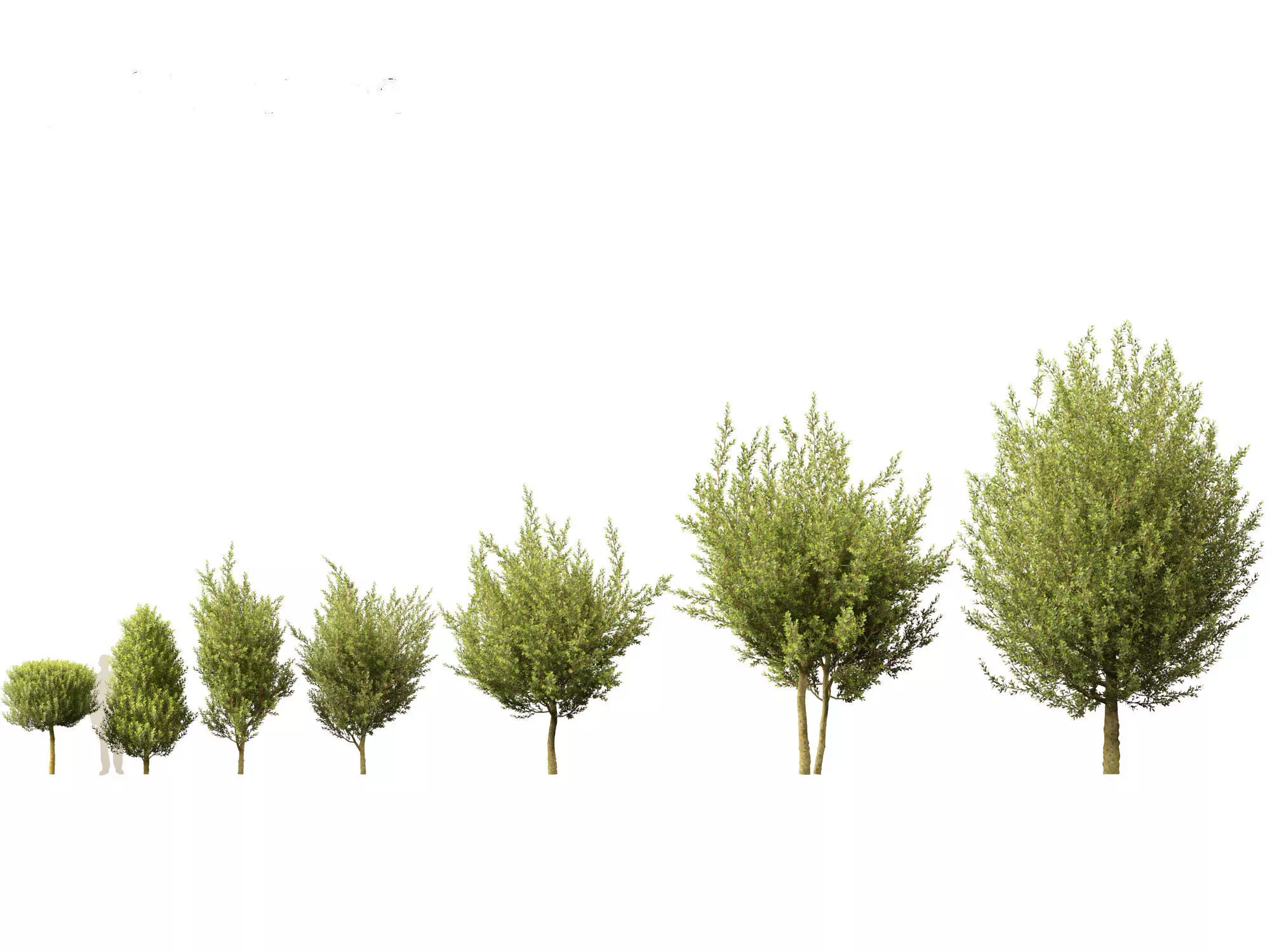 Laurus nobilis - Bay Tree 02 3D model_0