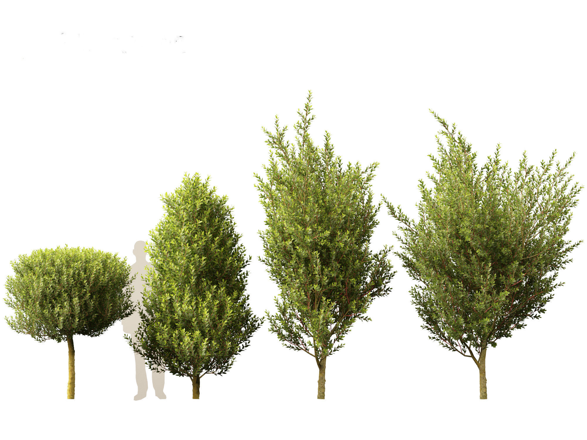 Laurus nobilis - Bay Tree 02 3D model_8