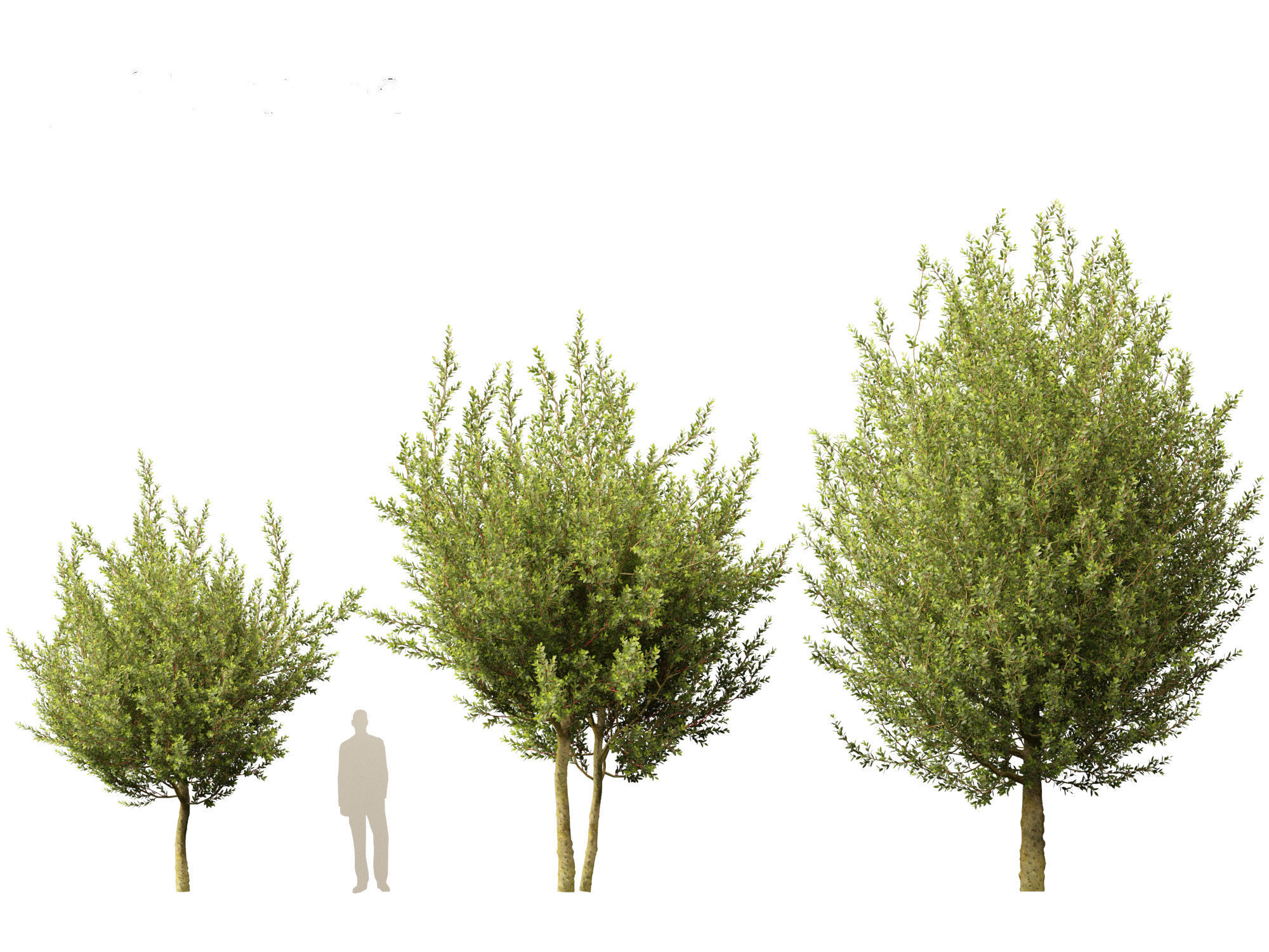 Laurus nobilis - Bay Tree 02 3D model_4
