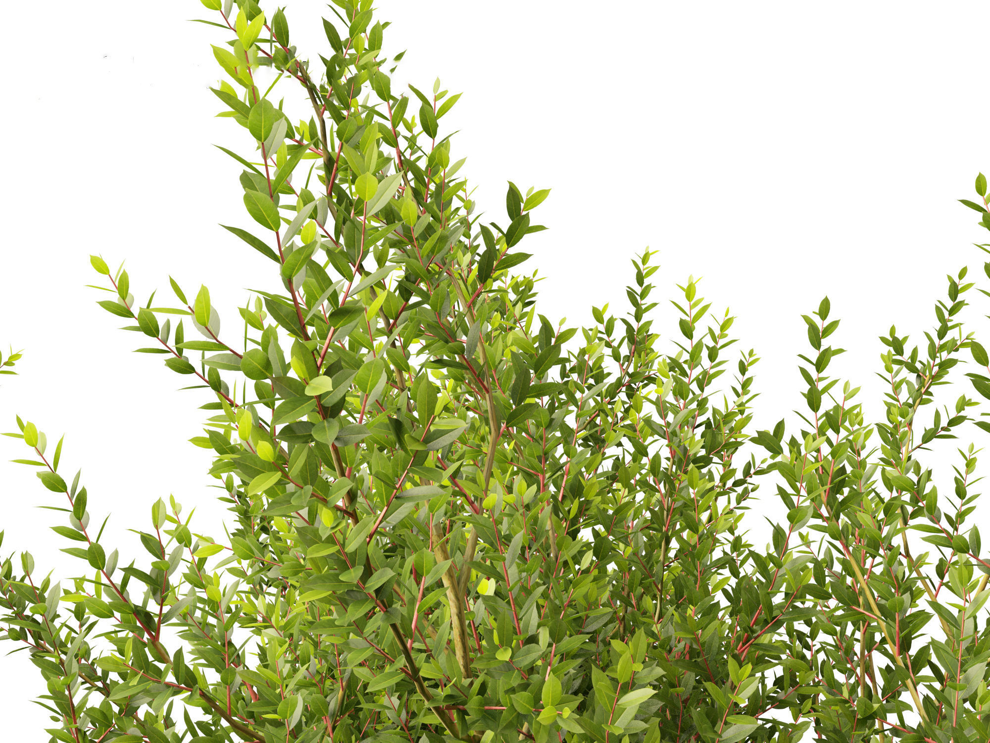 Laurus nobilis - Bay Tree 02 3D model_6