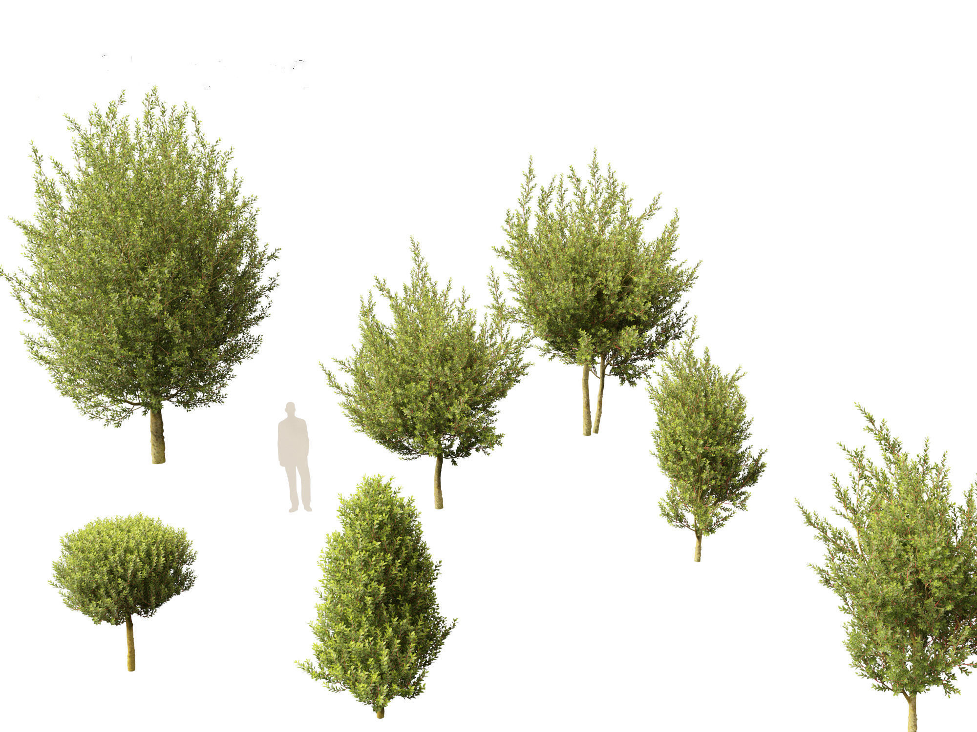 Laurus nobilis - Bay Tree 02 3D model_3
