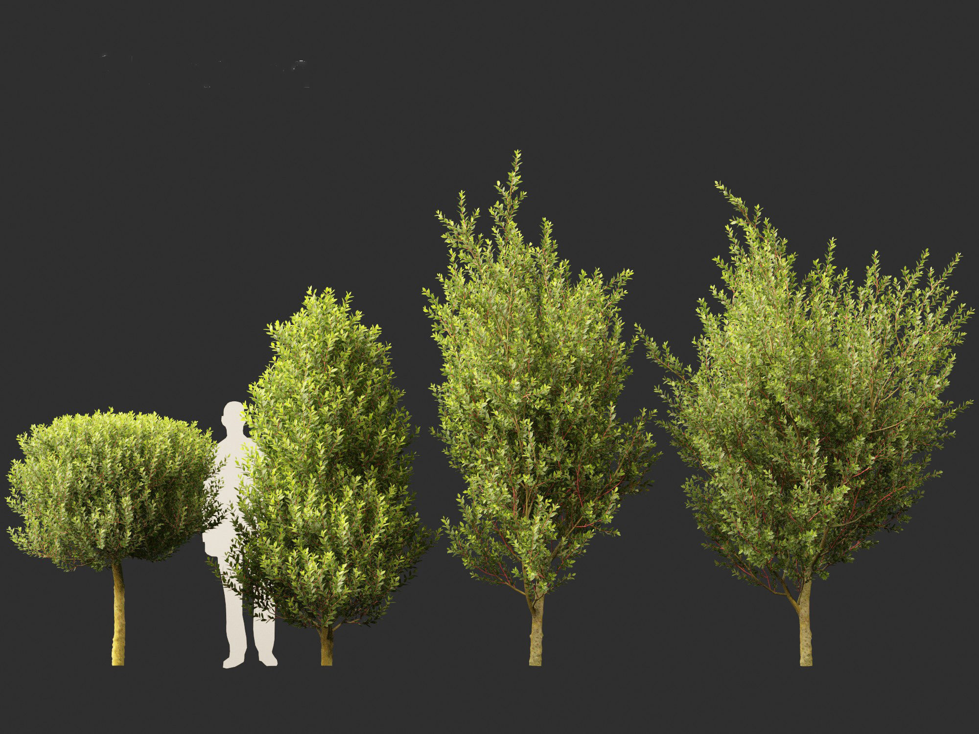 Laurus nobilis - Bay Tree 02 3D model_2