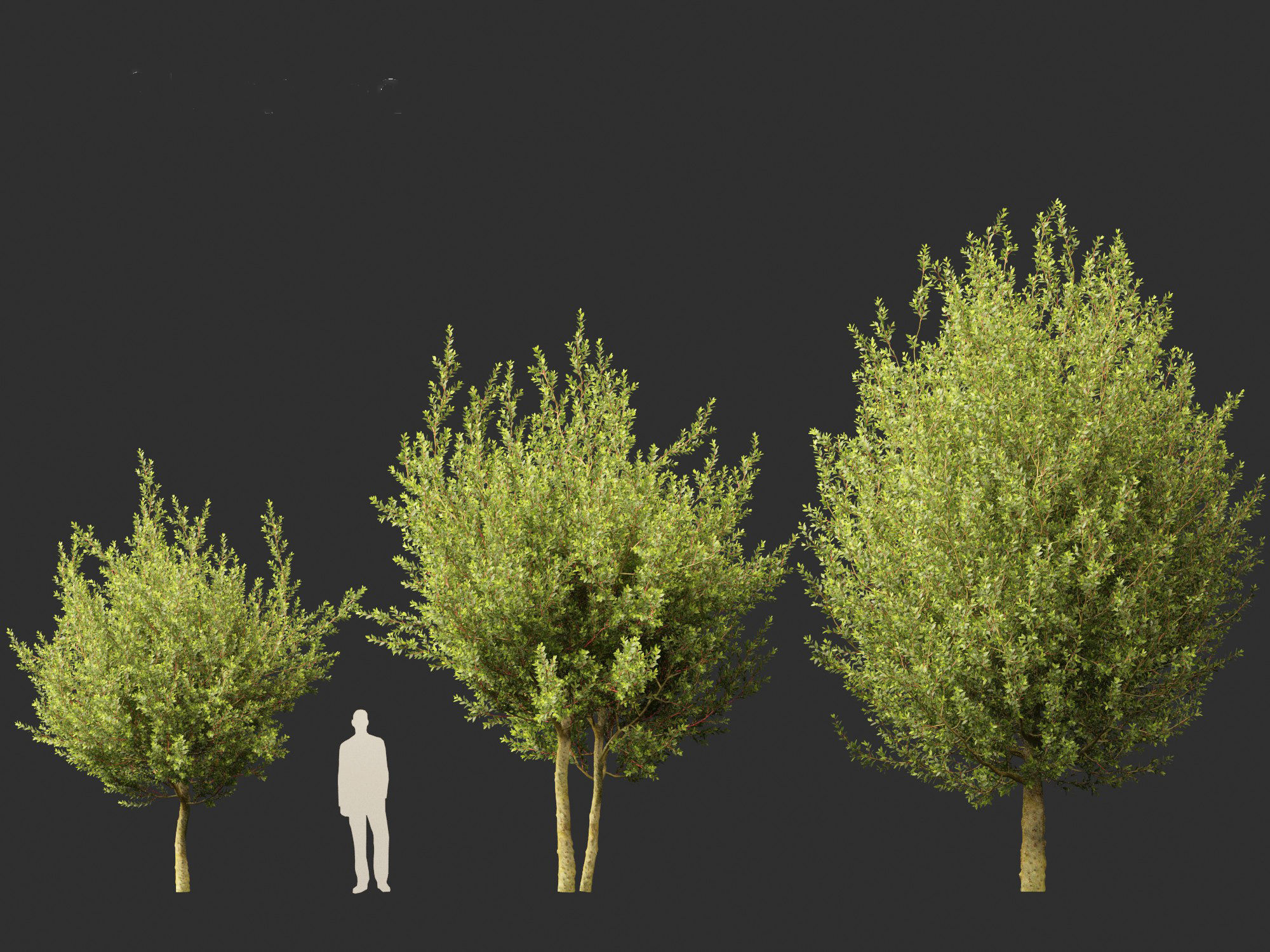 Laurus nobilis - Bay Tree 02 3D model_5