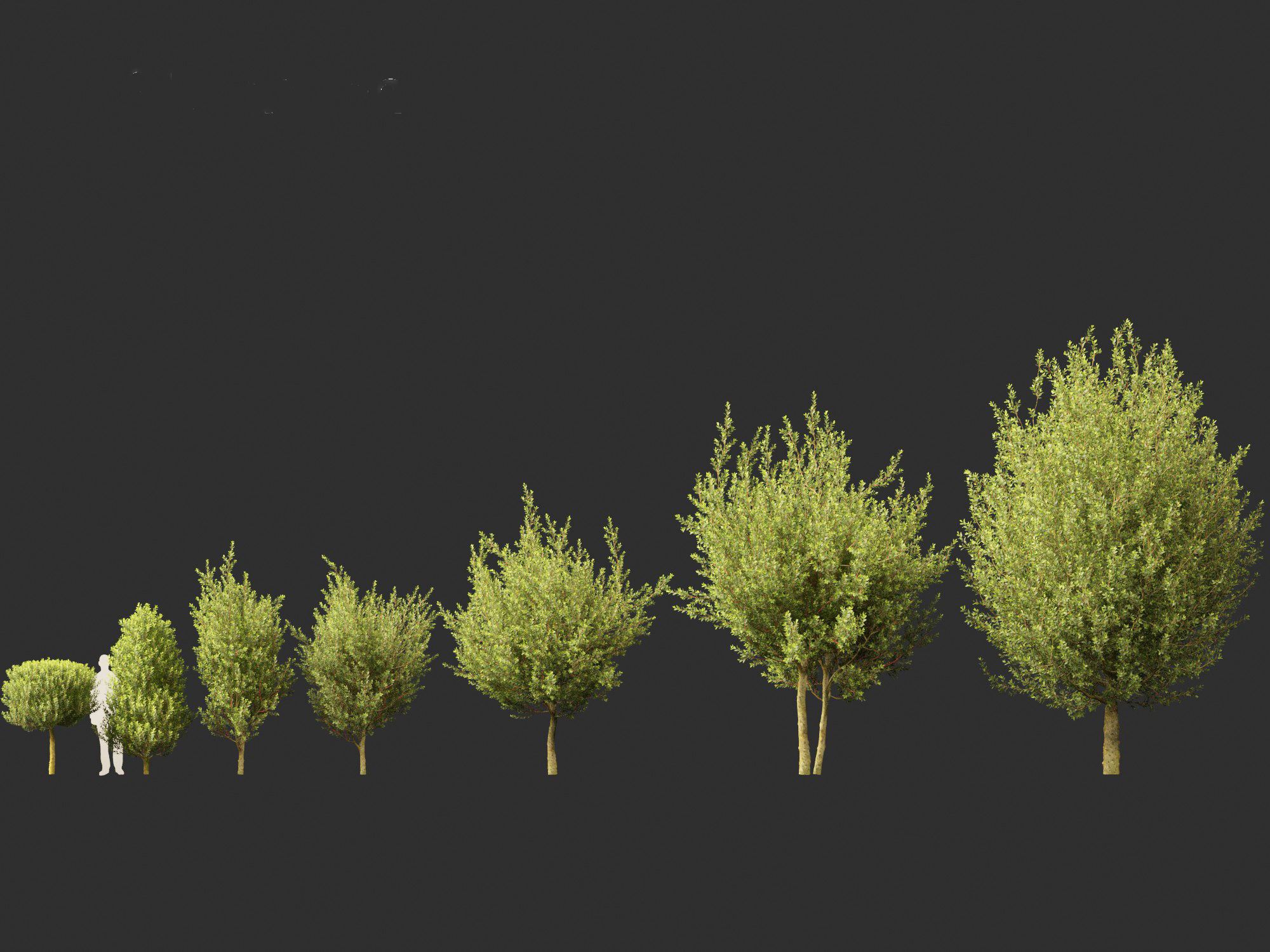 Laurus nobilis - Bay Tree 02 3D model_1