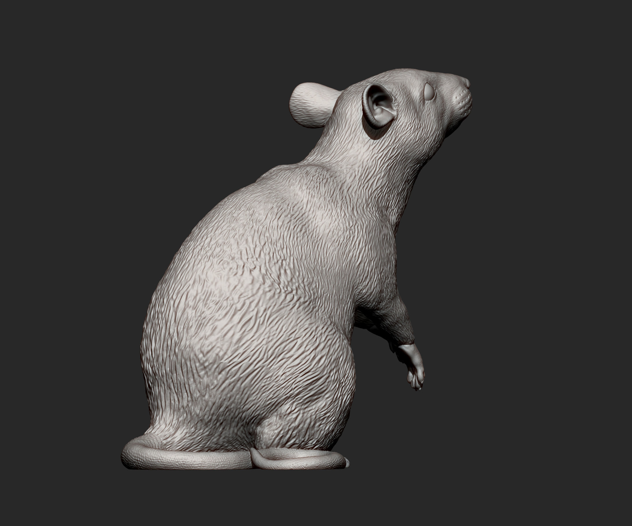 Rat on hind legs 3D print model_7