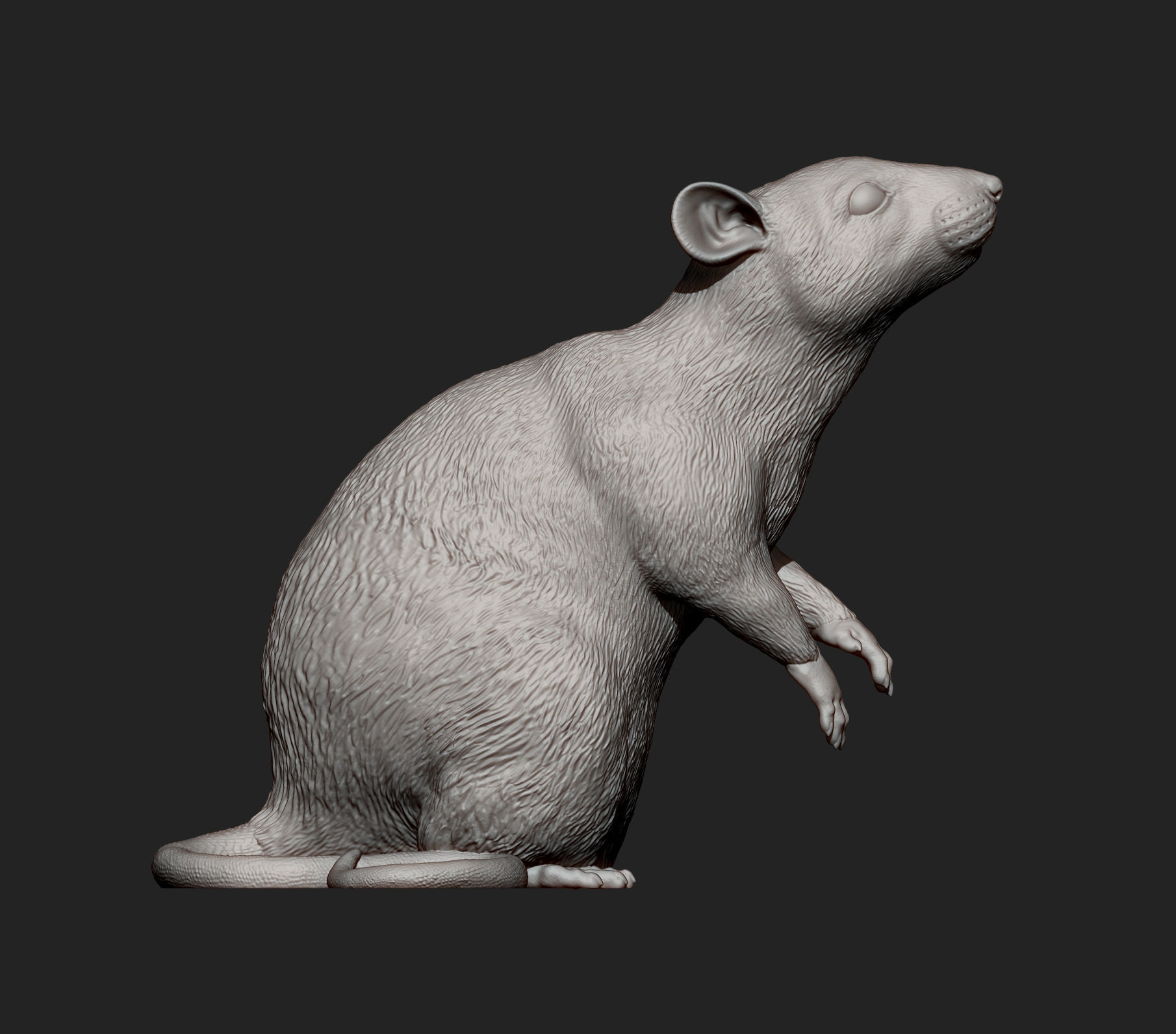 Rat on hind legs 3D print model_9