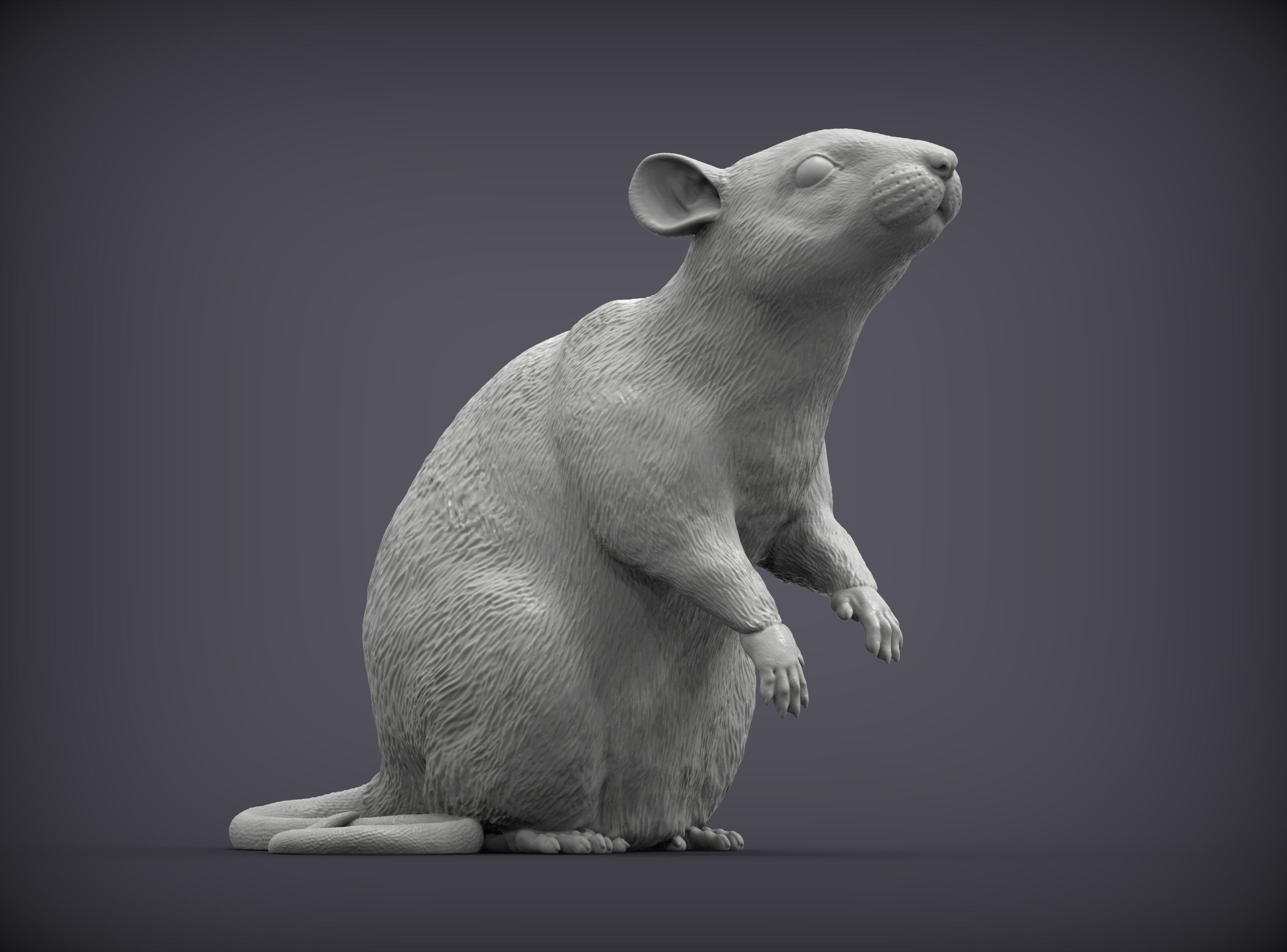 Rat on hind legs 3D print model_2