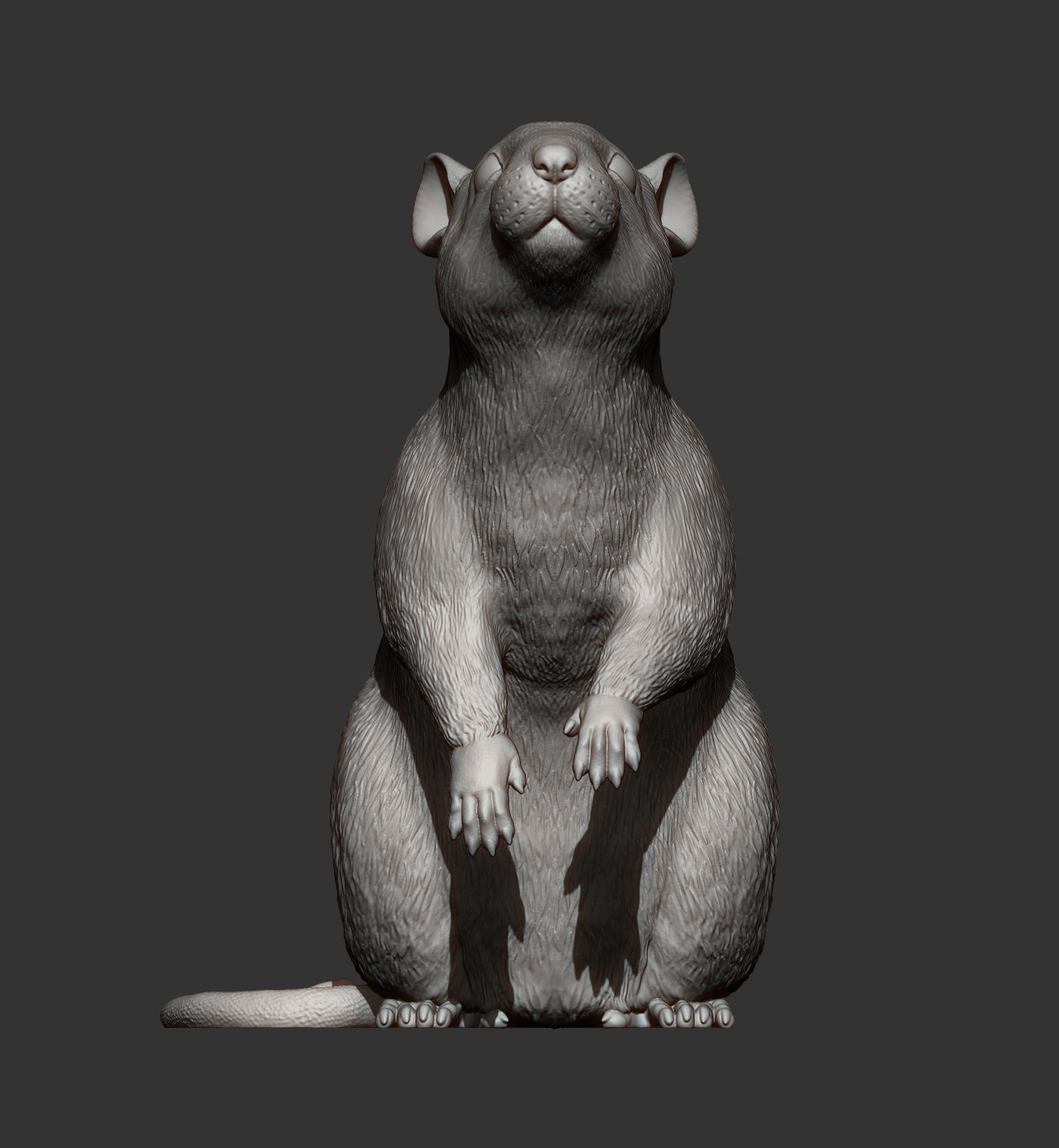 Rat on hind legs 3D print model_8