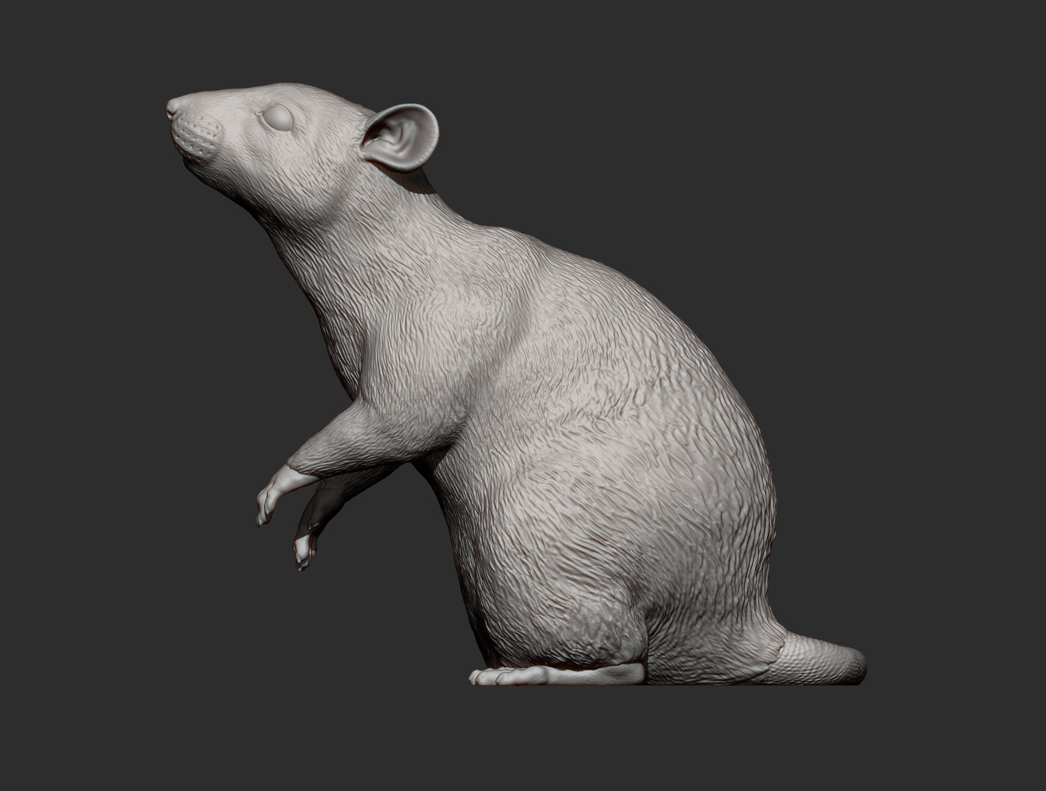 Rat on hind legs 3D print model_10
