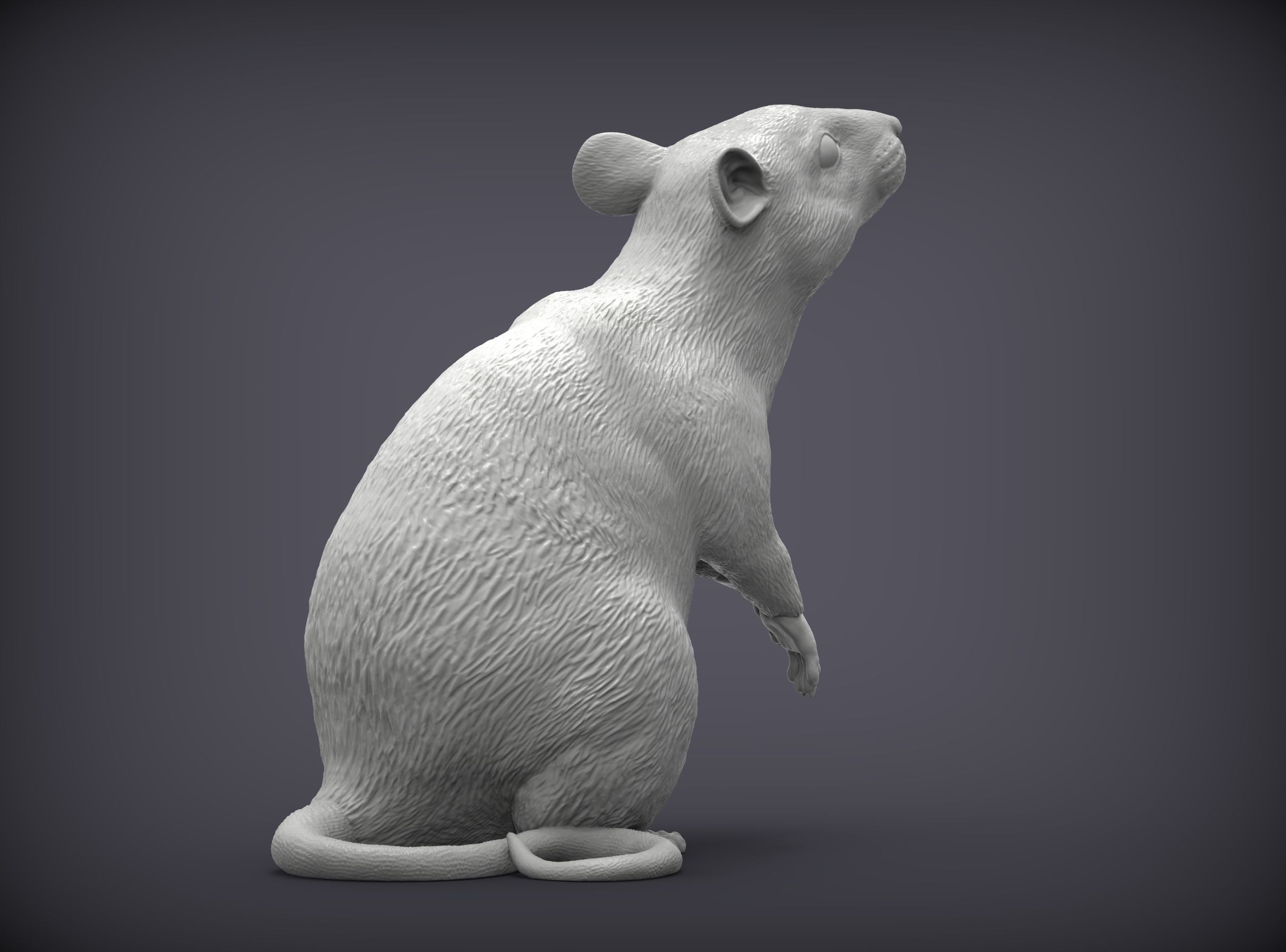 Rat on hind legs 3D print model_4