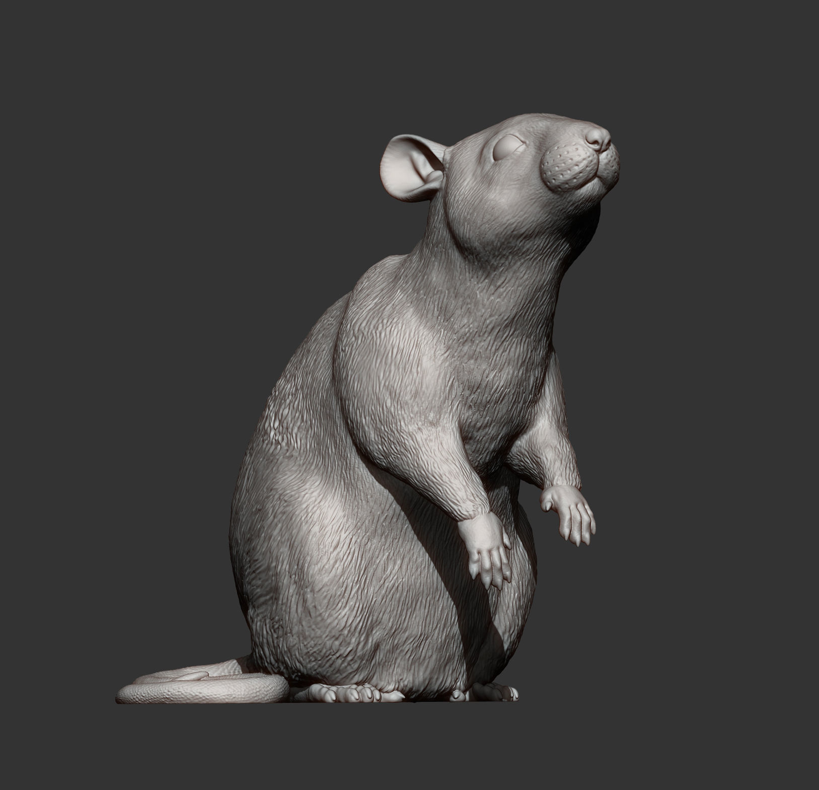 Rat on hind legs 3D print model_11