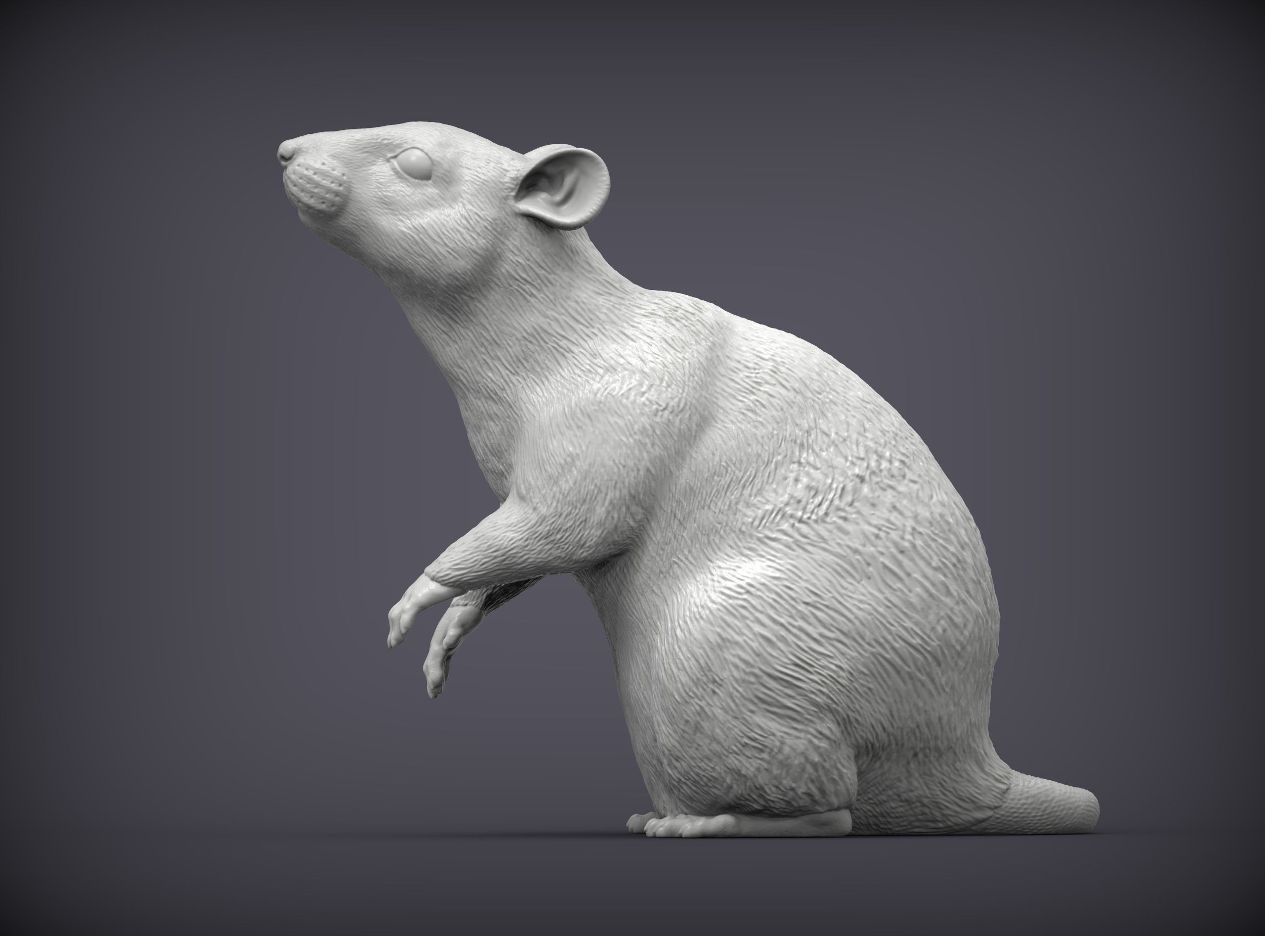 Rat on hind legs 3D print model_3