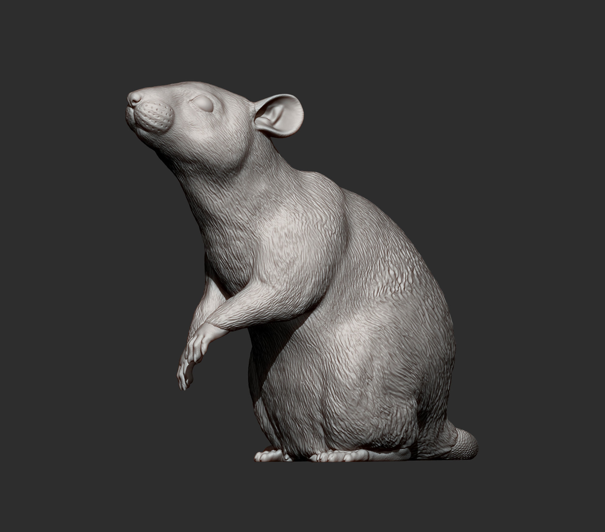 Rat on hind legs 3D print model_5