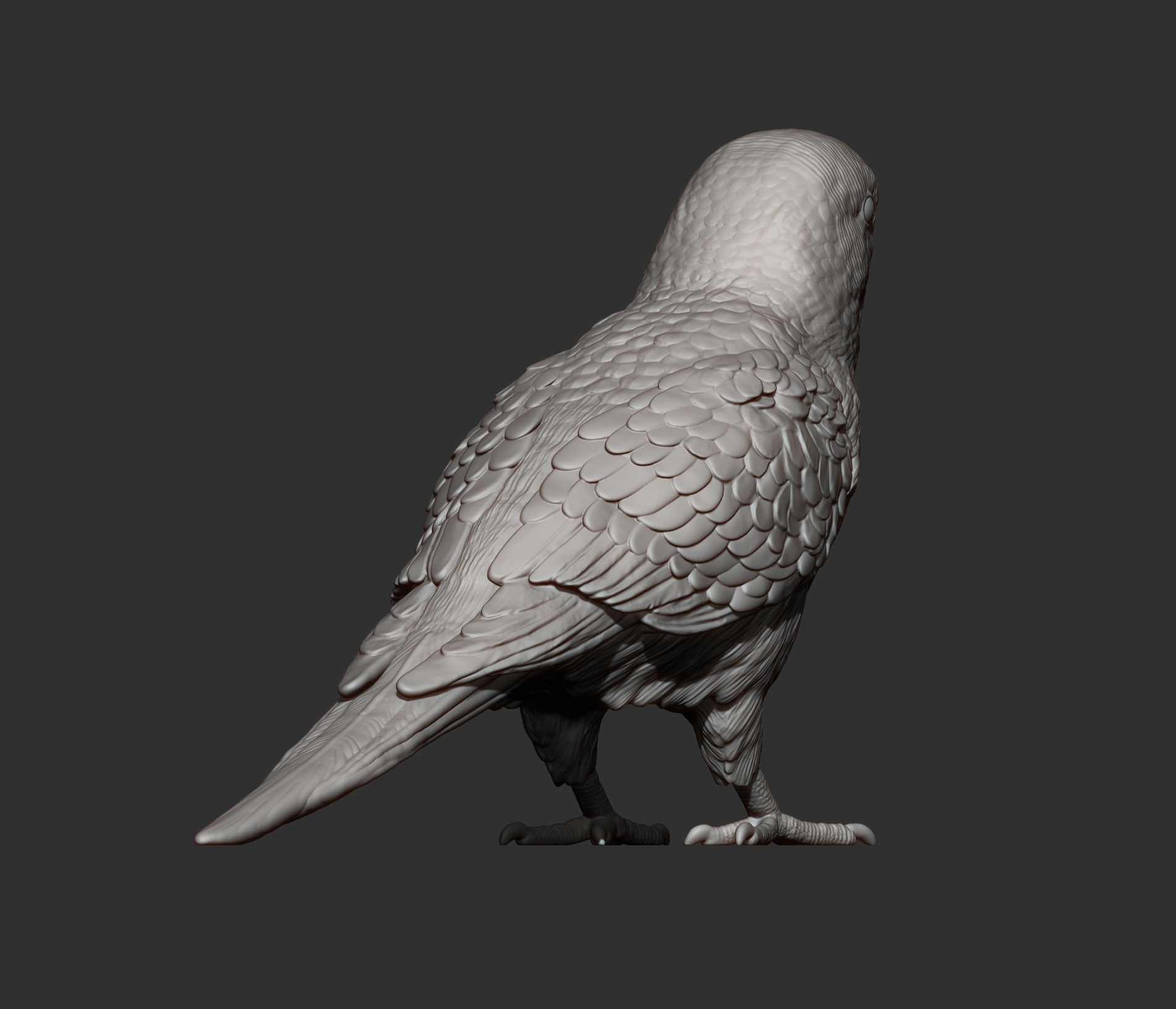 Budgerigar 3D print model_10