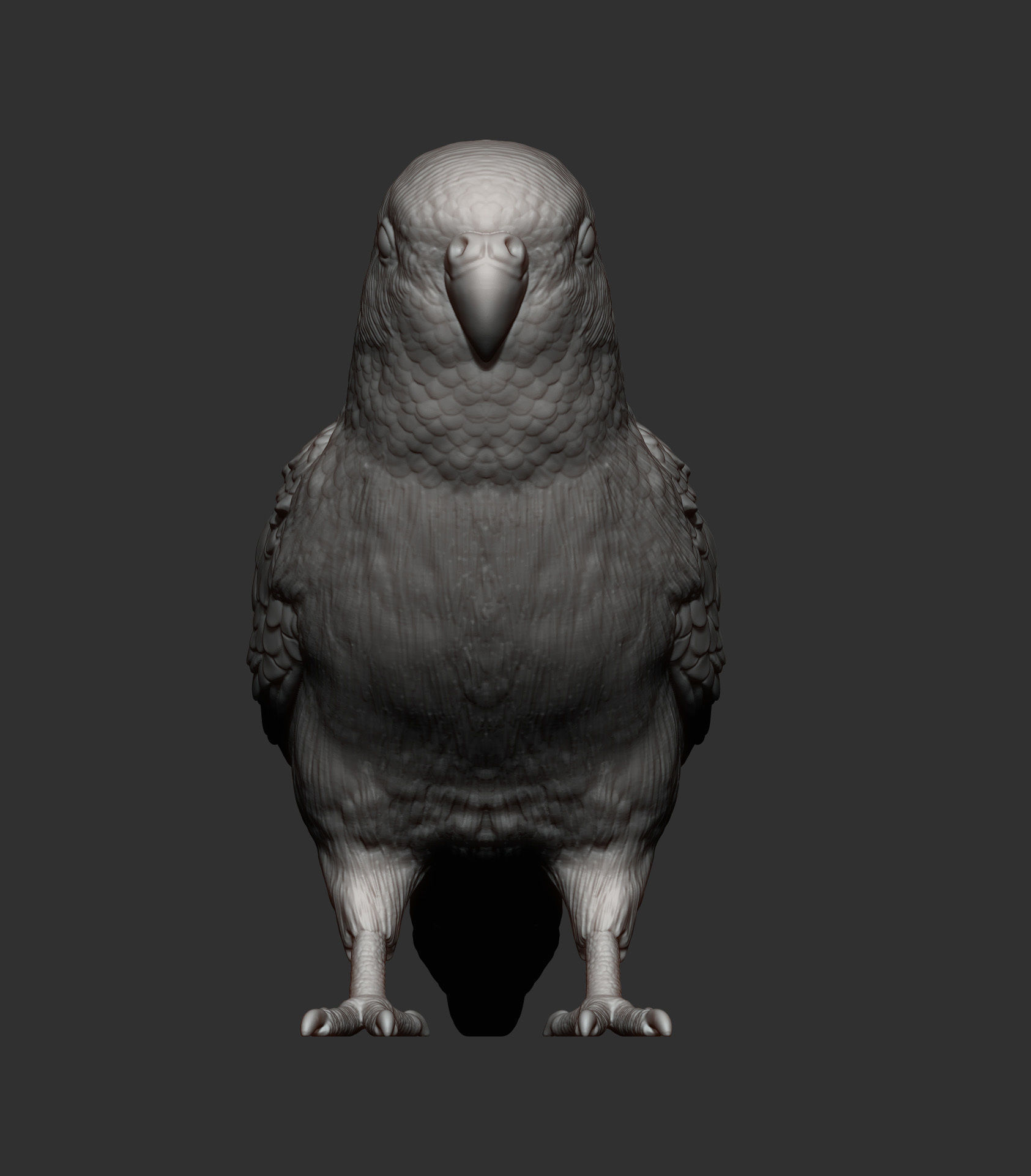 Budgerigar 3D print model_6