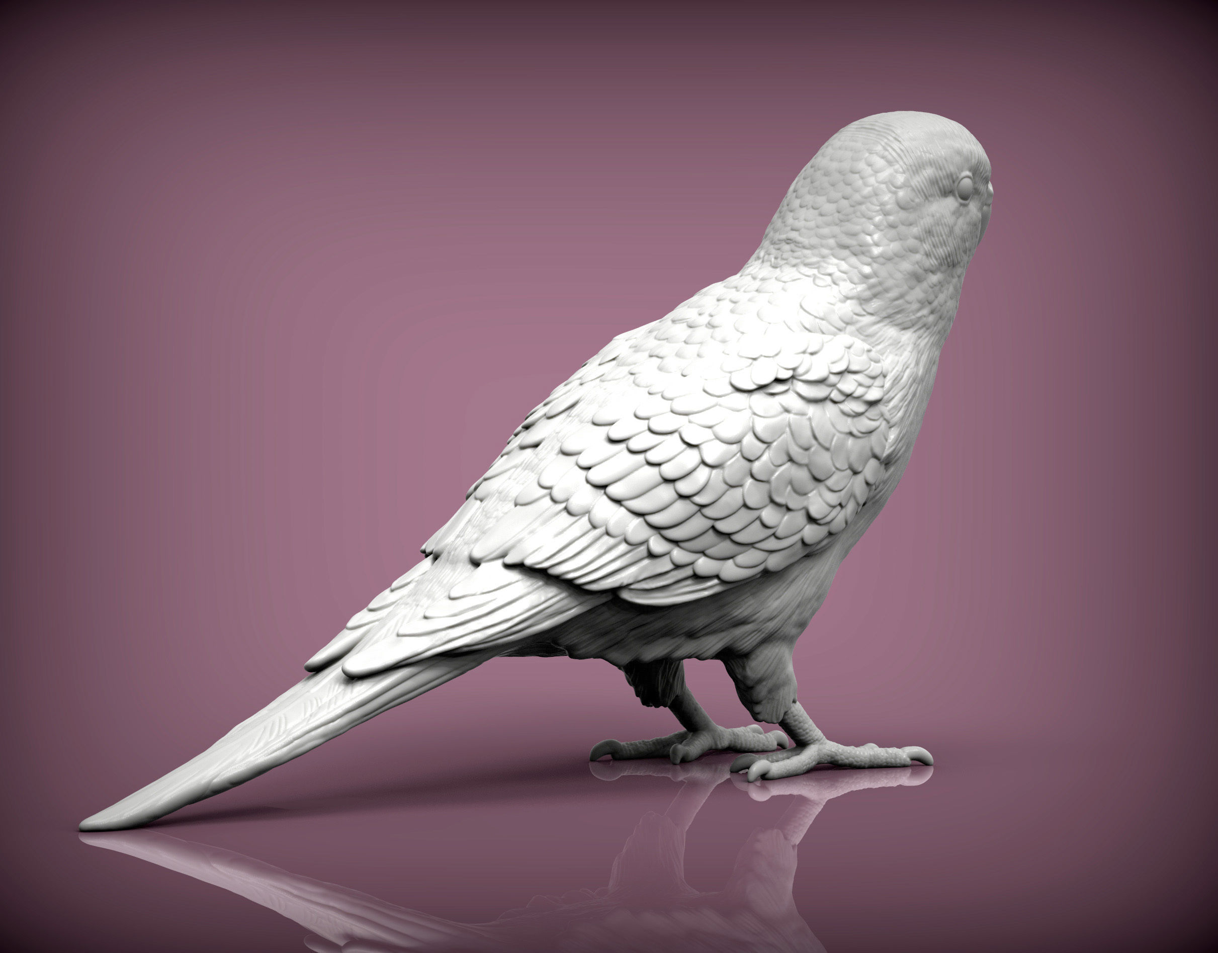 Budgerigar 3D print model_1