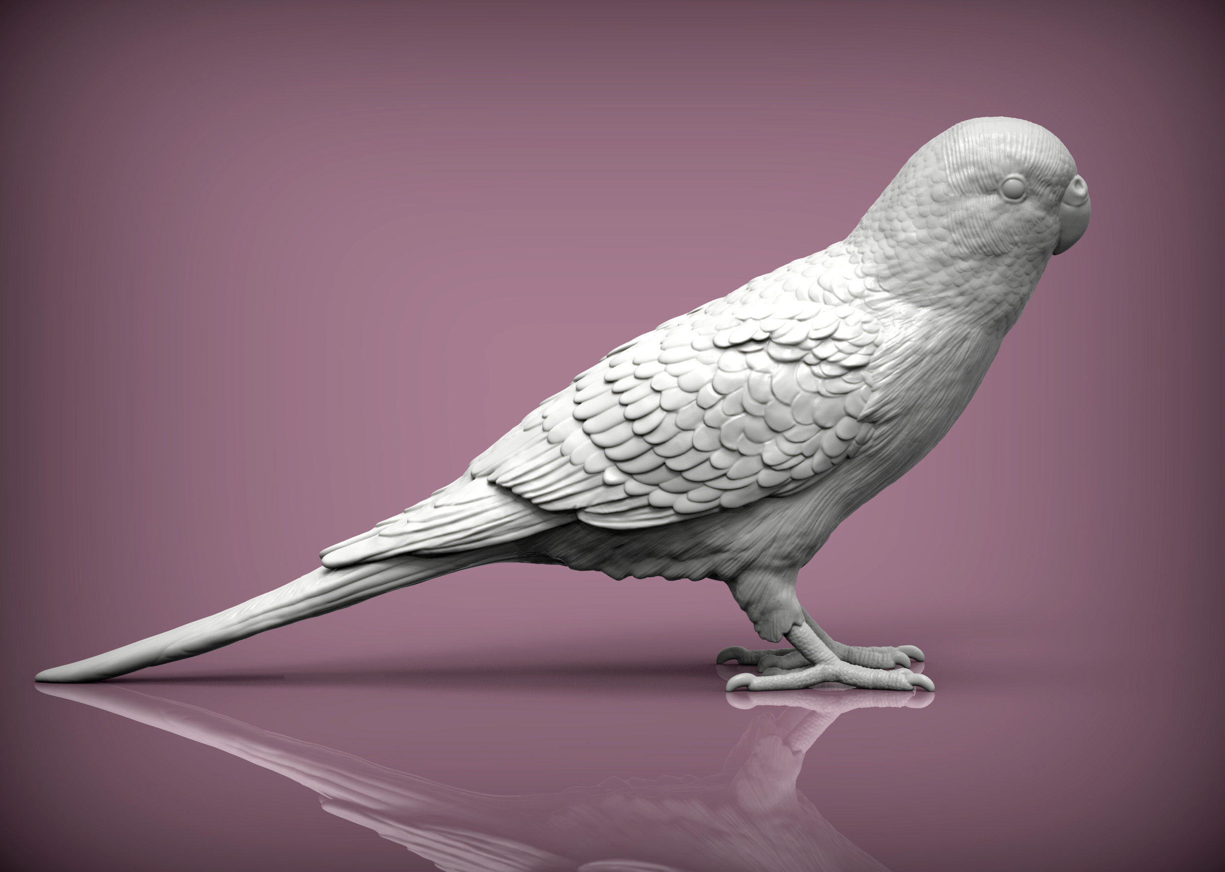 Budgerigar 3D print model_2