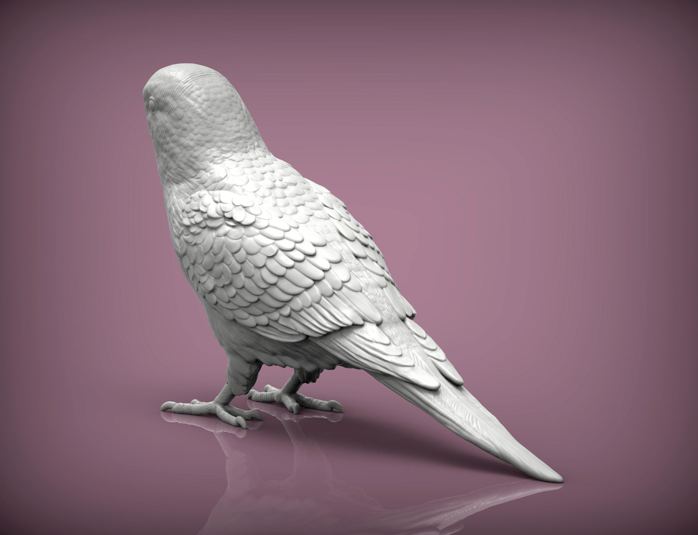 Budgerigar 3D print model_3