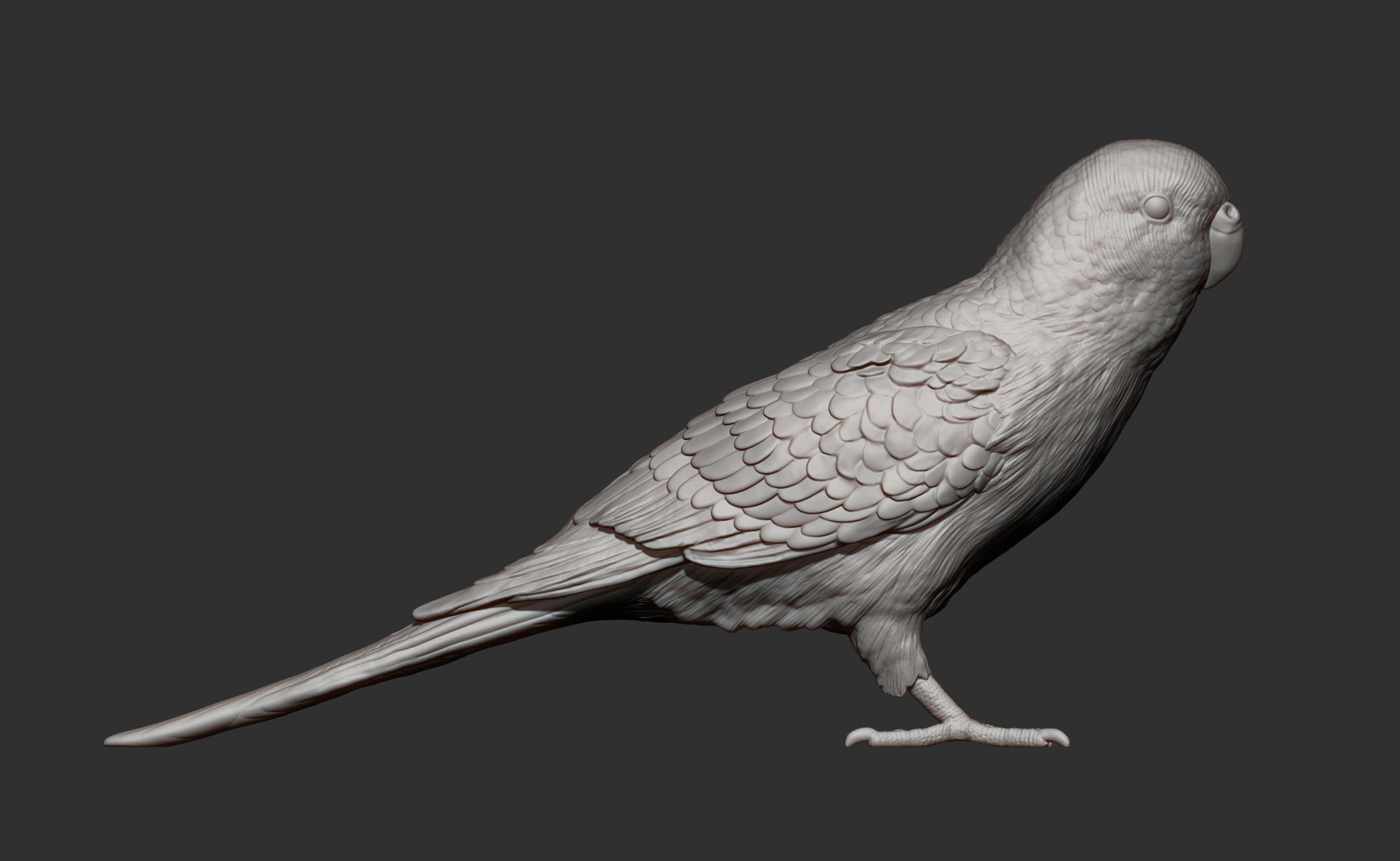 Budgerigar 3D print model_9