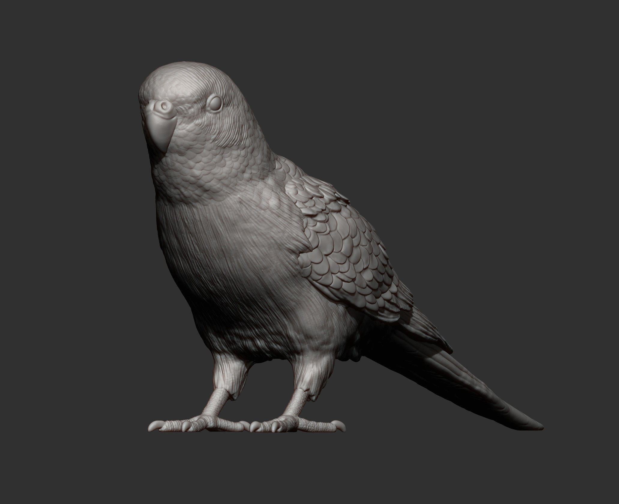 Budgerigar 3D print model_12