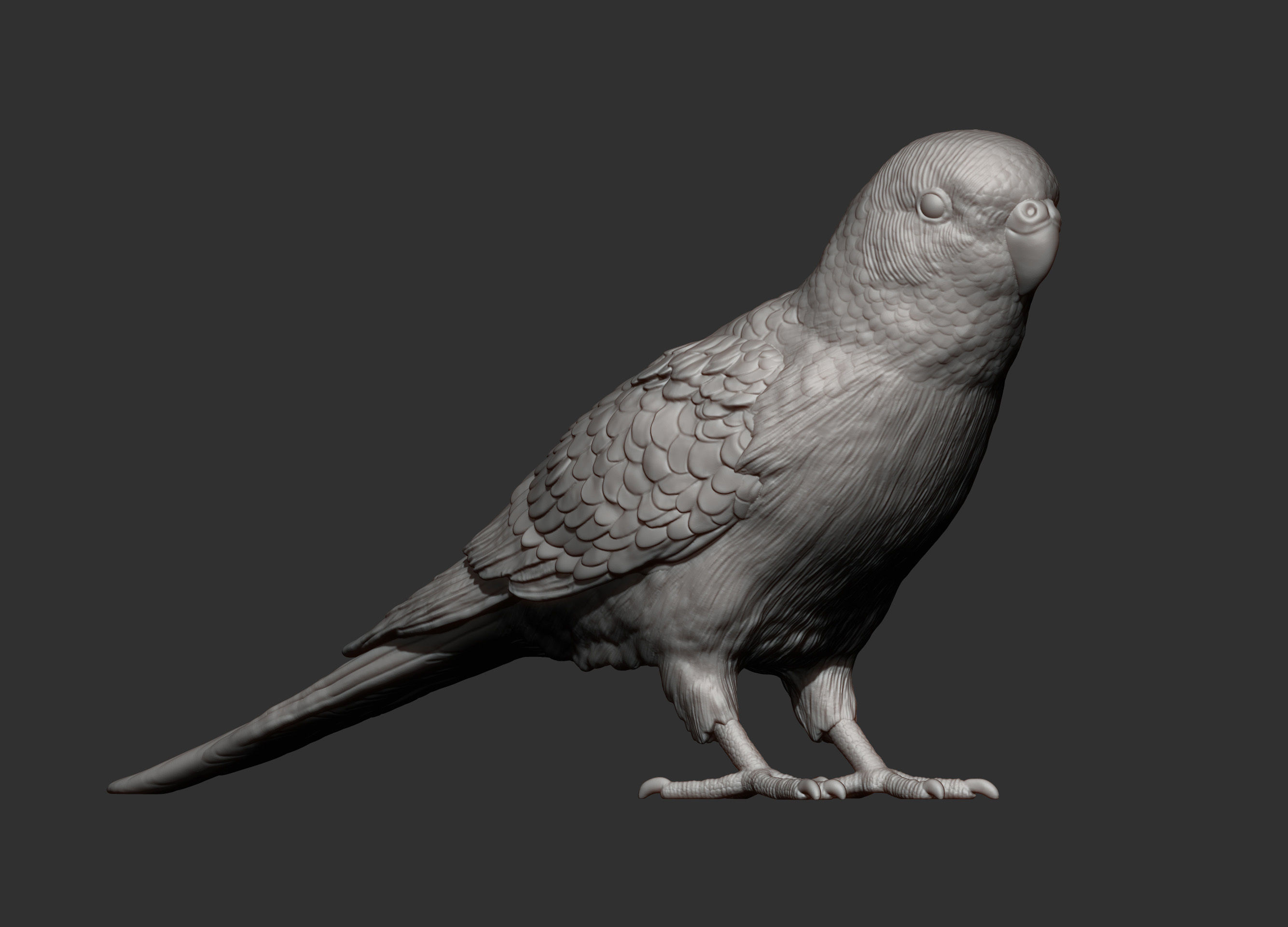 Budgerigar 3D print model_8